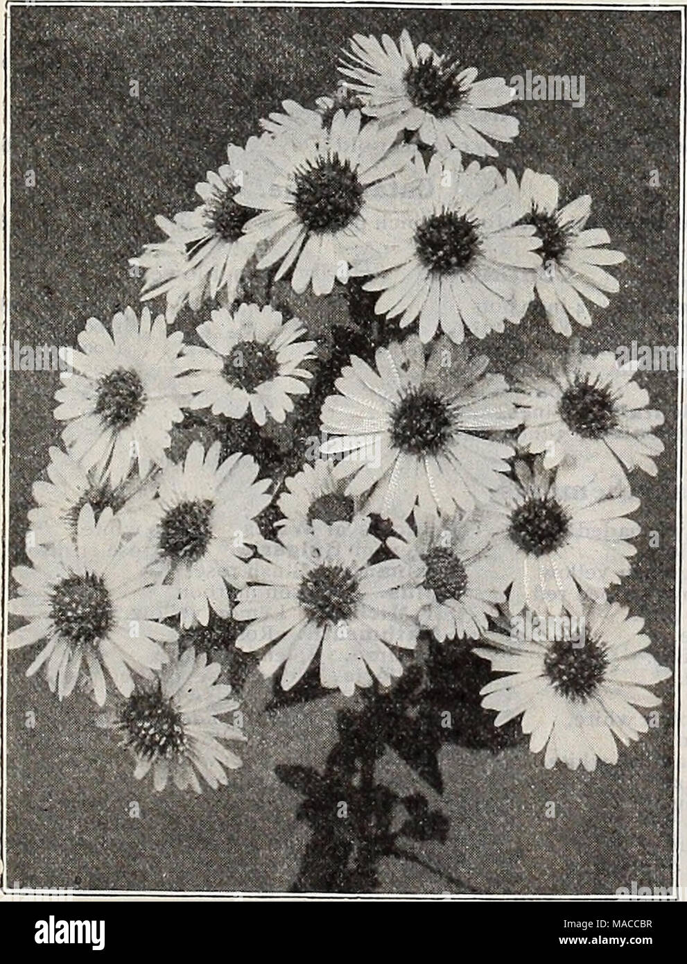 . Dreer der Großhandelspreis Liste der Samen Pflanzen und Blumenzwiebeln für Floristen Düngemittel, Insektizide, Werkzeuge und Verbrauchsmaterialien. HARDY ASTERN AQUILEGIA HELENA Asperula. (Süßen Woodruft. Waldmeister.) Odorata. 3-Zoll-Töpfe ich 50 Asphodelus. (Asphodel.) Luteus. 3-Zoll-Töpfe ich 00 7 00 Neue Hardy Astern. Schönheit der Colwall. Ungefähr 4 Fuß hoch, aufrecht, Wachstum, und Verzweigung, im September bedeckt mit großen halbgefüllte Blüten einer angenehmen Schatten der aeschynanthus-blau. 35 Cent; ich 3,50 pro Dutzend. Laevis Baldur. Sehr larg.&gt; Blumen des Lichts Parma - Violett, zwei Meter hoch und bedeckt mit Ihrer anmutigen Flo Stockfoto