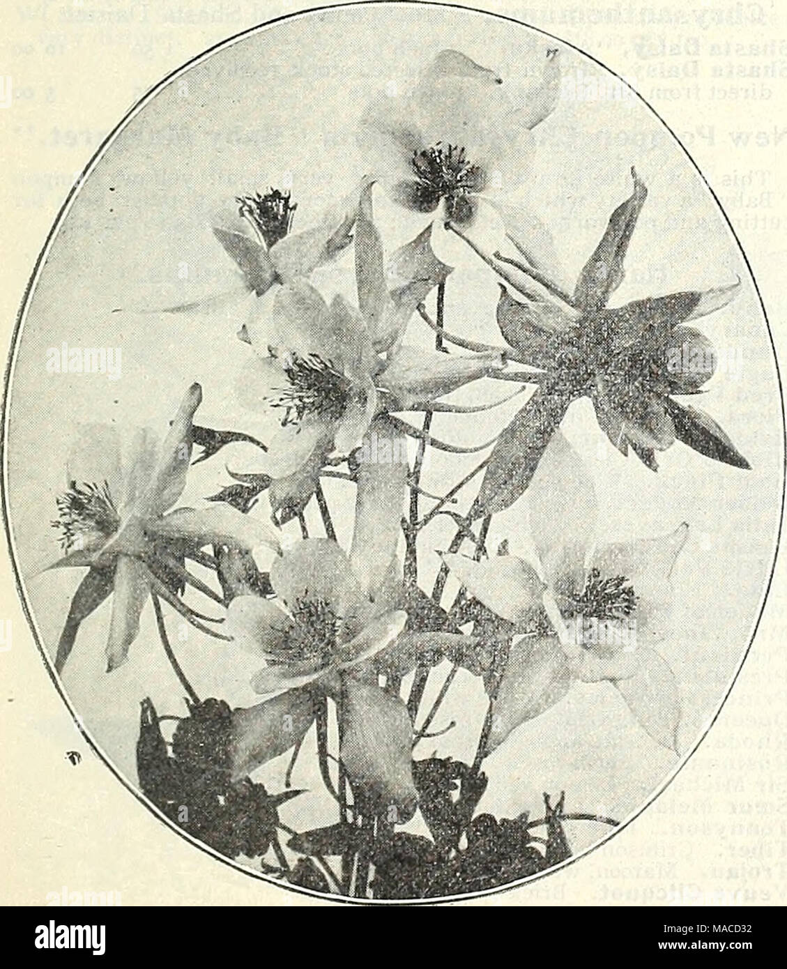 . Dreer der Großhandel Preisliste: Samen für Floristen Pflanzen für Floristen Glühlampen für Floristen Gemüsesaatgut, Fungizide, Düngemittel, Insektizide, Verbrauchsmaterialien, etc.. AQUILEGIA HELENA Stockfoto