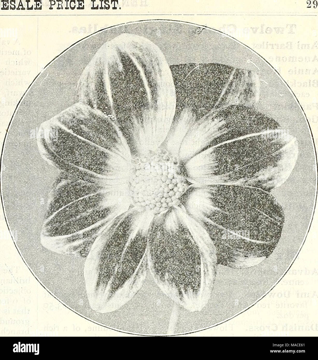 . Dreer der Großhandel Preisliste für 1905: blumensamen Dekorative hardy Garten Gewächshaus und anderen Pflanzen Zwiebeln Gemüse Saatgut, Werkzeug, Dünger, Insektizide, Verbrauchsmaterialien, etc.. Dahlie" ZWANZIGSTEN JAHRHUNDERTS "Zwölf Wahl Doppel Pompone Dahlien. Ailets Imperial. Rose, gespitzt mit violett Crimson. Catherine. Feinsten reinen Gelb. Elegante. Soft pink, gespitzt tief rosa; Reflex hellrosa. Kleine Domitea. Orange - Buff; immer in Blüte. La Petit Jean. Schöne reiche Pflaume Farbe. Wenig Merman. Tief rot Trinkgeld weiß. Wenig Blv. Weiche, rosa See, gespitzt, dark Crimson. Lou Kramer. Basis von Pet Stockfoto