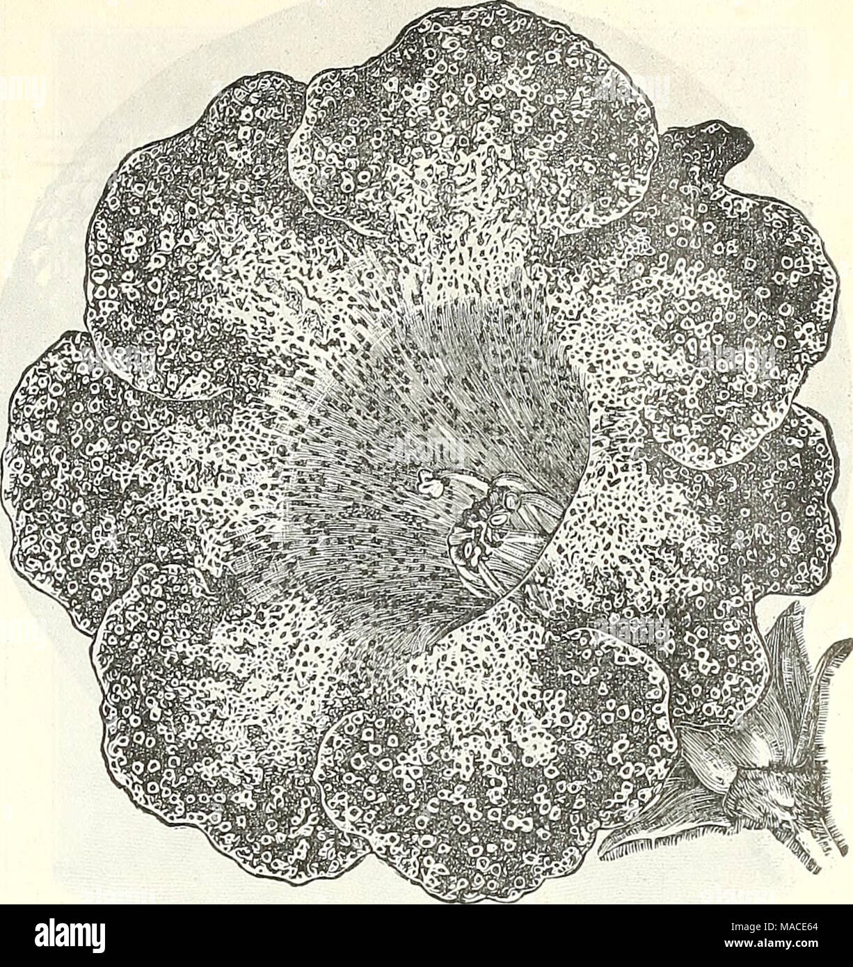 . Dreer der Großhandel Preisliste für 1905: blumensamen Dekorative hardy Garten Gewächshaus und anderen Pflanzen Zwiebeln Gemüse Saatgut, Werkzeug, Dünger, Insektizide, Verbrauchsmaterialien, etc.. Sechs einzelne GERANIEN von 1903-1904. Albion. Eine herrliche Reinweiß. Liberte. Weiße, stark mit Rose, rein weiße Markierung überlagert in der oberen Blütenblätter. M. Albert Pot' Tier. Hat große Traversen deutlich über dem foli-Alter, tiefes Purpurrot Purpur mit feurigen Rot geflammt. Maria PeSton. Ein herrliches Licht Lachs mit kleinen Dolden aber enorme Rundschreiben Röschen, einwandfrei in der Form. Phonographen. Enorme Binder in hellem rosa Blume Stockfoto