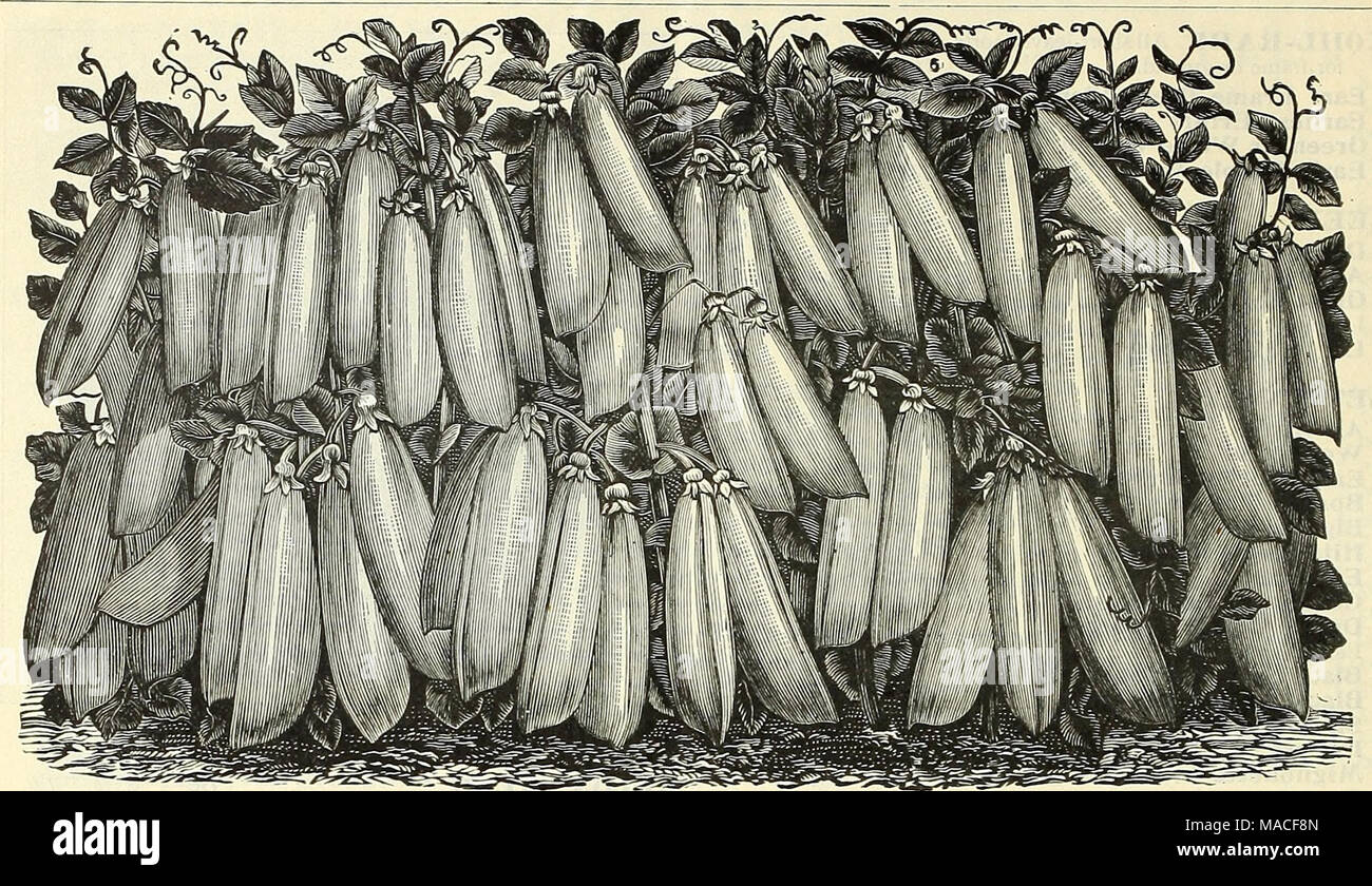 . Dreer der Großhandel Preisliste: Samen Blumenzwiebeln pflanzen Werkzeuge, Düngemittel, Insektizide, Verbrauchsmaterialien, etc.dreer Eureka extra früh Erbsen. OXION. Oz. %-Lb Lb. Weiß Silber Haut oder Por tugal 20 60 $ 2 00 gelbe Kugel Danvers,.... lo .30 Ich 00 5 Pfund oder mehr bei 90 Cent pro Pfund. Philadelphia Gelb Strasburg oder Niederländisch 10 30 I 00 5 Pfund oder mehr bei 90 Cent pro Pfund. Prizetaker 10 australischen Braun 10 Rote Wethersfield 10 R.I. früh Gelb Cracker. (Früheste flachbild Vielzahl von Saatgut). 10 Extra früh Rot 10 Southport Große Rote Qlobe. 10 Southport Große gelbe Qlobe 10 5 Pfund oder mehr bei $ 1,00 pro Pfund. S Stockfoto