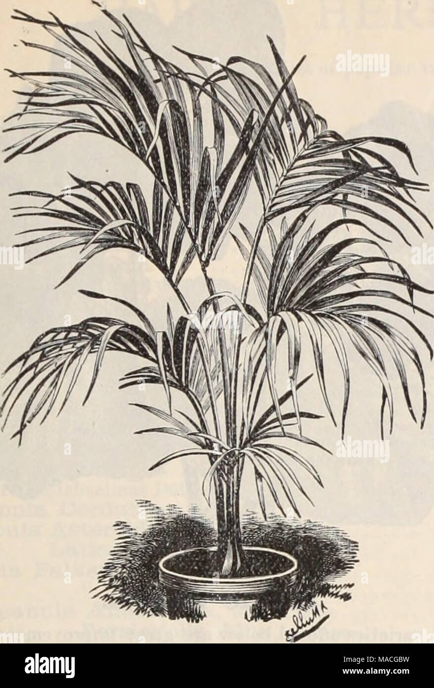 . Dreer der Großhandel Preisliste/Henry A. Dreer. . Kentia Belmoreana. KENTIAS. Unsere Bilanz dieser über Li ha Glas besetzen, der größte Block dieser die meisten Nutzpflanzen i.e. der Welt. Kentia Belmoreana. In. pocs. Â ¢ 4 3 4 5 9 9 10 12 14 Anzahl der Blätter. 3 zu 4 4 zu 5 5 zu 6 5 zu 6 6 zu 7 6 zu 7 6 zu 7 6 zu 7 6 zu 7 6 zu 7 6 zu 7 7 zu 8. 8 Zoll 10 bis 12 15 bis 18 22 bis 24 28 bis 30 30 bis 36 30 bis 36 48 54 60 60 bis 72 7 bis 8 Fuß, (schwere Pflanzen) Pro doz. Pro 100. $ 2 00 fl 5 00 3 00 25 00 6 00 50 00 12 00 100 00. Pro doz. 1 $ 50 $ 18 00 2 00 24 00 2 50 30 00. $ 5 00 7 50 10 00 1 Stockfoto