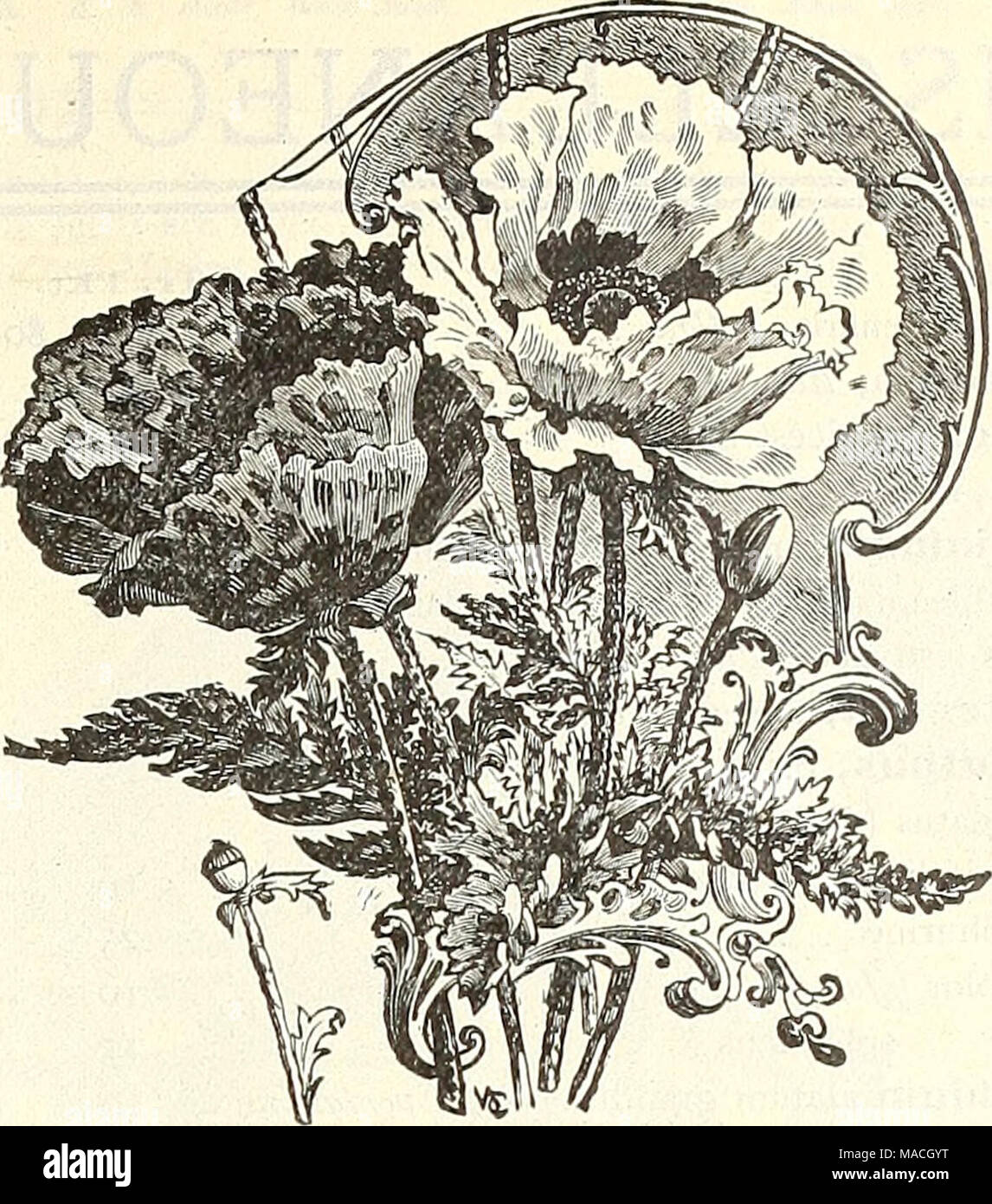 Iberis Gibraltarica //mehrjährig Schleifenblume 300 Samen Iberis Gibraltar Lila