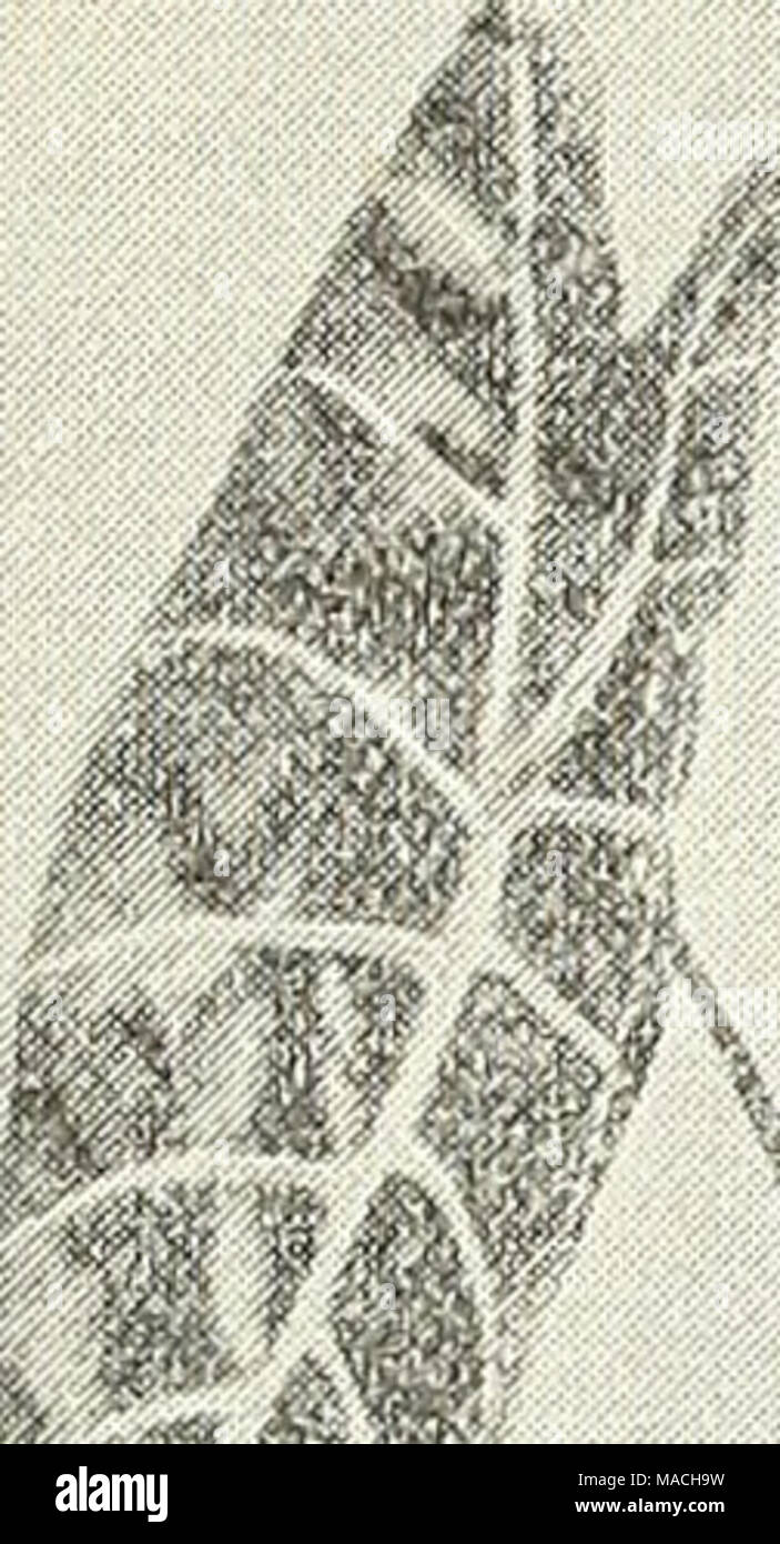 . Dreer der Großhandel Preisliste: Werkzeuge, Düngemittel, Insektizide, Verbrauchsmaterialien, etc. mm*." H-:.. J] Einheimischen vci. i&gt; k&gt; € t ro. o t v l-i j^^^^^ M Abufilons. Pro doz. Pro 100 Boule de Neige. Beste Zwerg weiß... Jo 50 4 $ 00 Goldenen Vlies. Feinste gelb 50 4 00 Souv.de Bonn. Beste bunte bedder. 60 5 00 12 Wahl genannten Sorten 50 4 00 / Zwei Neue Abutilons. Eine völlig neue und eindeutige Art der französischen Ursprungs, von sechs auf sieben Blütenblätter in jeder Blume statt fünf in der Art. Die Blütenblätter sind auch eigentümlich Quetschverbindungen an den Kanten und bilden ein offener Blüte als die Alten varietie Stockfoto