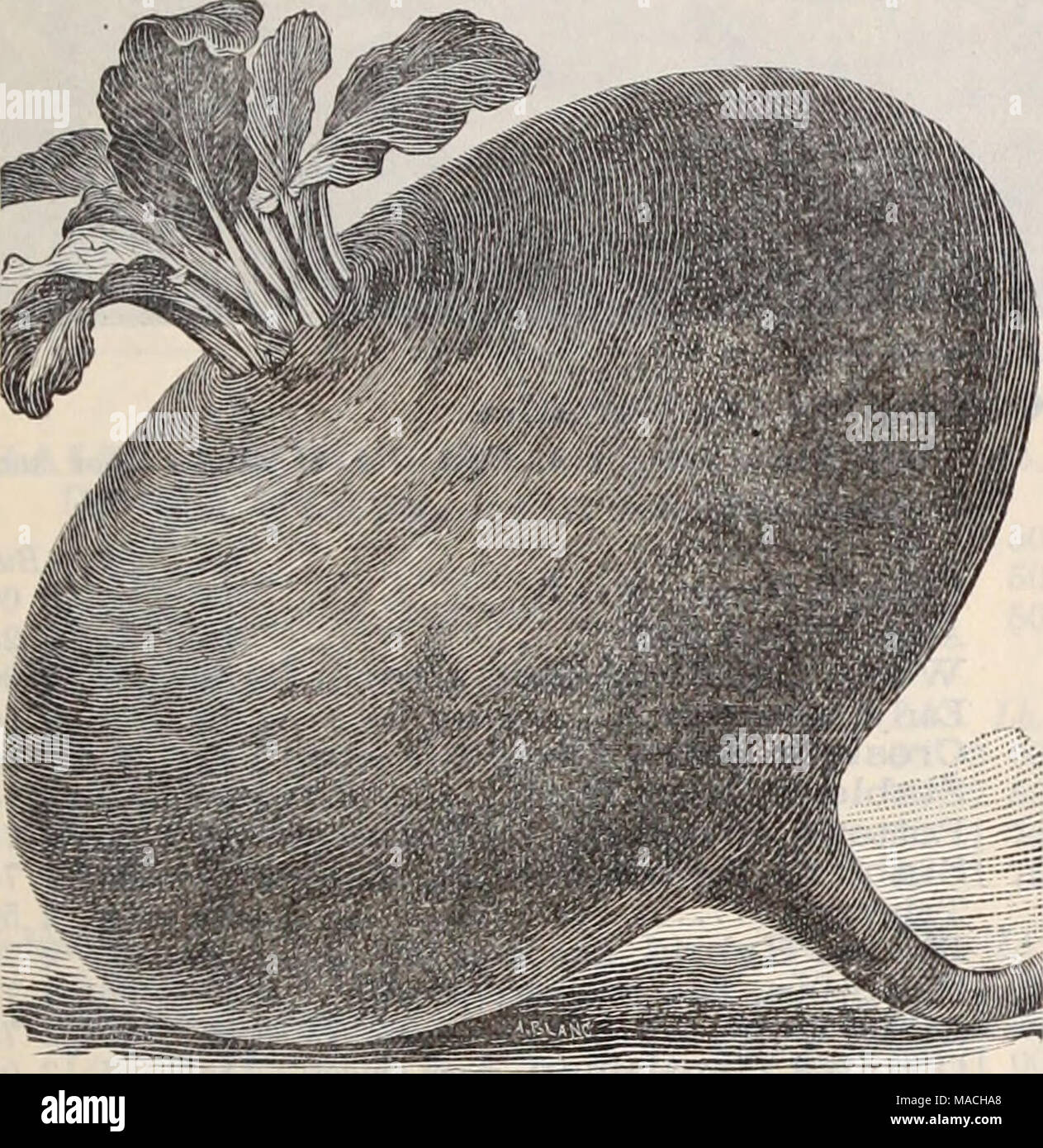 . Dreer der Großhandel Preisliste/Henry A. Dreer. . Der crushy EliYPTiAN Zuckerrüben. Rote Rüben, Tabelle sortiert. Lh. 10 Lb. Bu. Arlington wählen Sie lieferbar. 60 $ 4 50 | 6 50 frühen Eclipse, dreer der Aktie 40 50 50 50 75 25 25 50 50 50 50 50 50 6 00 6 00 7 50 7 00 4 50 4 50 6 00 6 00 5 00 frühen ägyptischen Blut Rübe ausgewählt.. 40 Excelsior 60 Crosby s Egypti'n, sehr fein zwingen 50 Bastian's Extra früh Rübe. 35 Lentz Extra früh Rübe.... 40 Edmaud der frühen Blut Rübe ...... 40 frühe Blut Rübe, verbessert. 40 Betauung des Impd. Blut Rübe 40 Extra früh Bassano 40 Bastian's Half-Long Blut 40 Verbesserte L Stockfoto