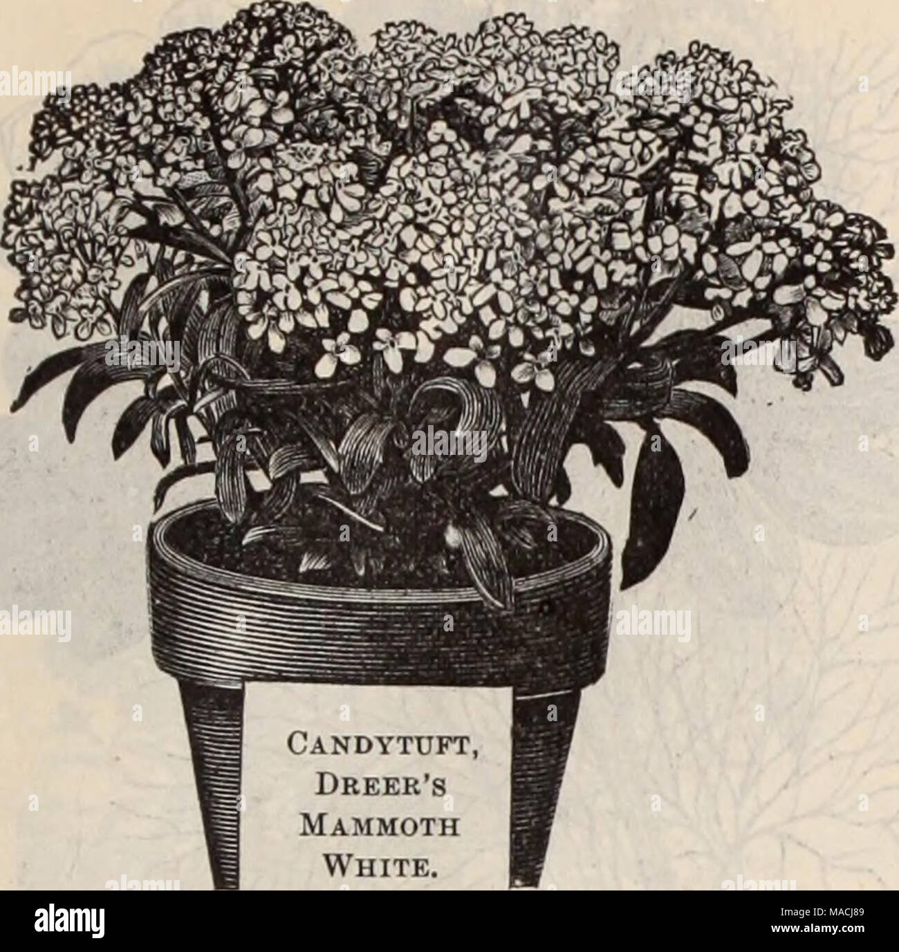 . Dreer der Großhandel Preisliste/Henry A. Dreer. . Tr. Pkt. Oz. Aurikel, Wahl gemischt 50 5 oo Azalea, gemischt 50 Ballon Weinstock [Cardiospermutu) 10 Balsam, double pink 20 75 Doppel Scarlet 20 75 "solferino, weiß, gefleckt Rot, etc. ... 20 75 "White 20 75" White Perfektion, Wahl der Belastung. 25 Und ich 00 "camellia geblüht, gemischt 15 50 Baptisia australis lyFalse Indigo ^ 10 20 Bartonia aurea 10 15 Begonia, Rex Mischlinge, Mixed I 00 Knötchenförmige verwurzelt Einzel, mixed 75" "double" Ich 00 Vernon, oz. 50 c 25 6 CX) "Zwerg 50 Bellis perennis (Daisy) choicest gemischt 40 Stockfoto