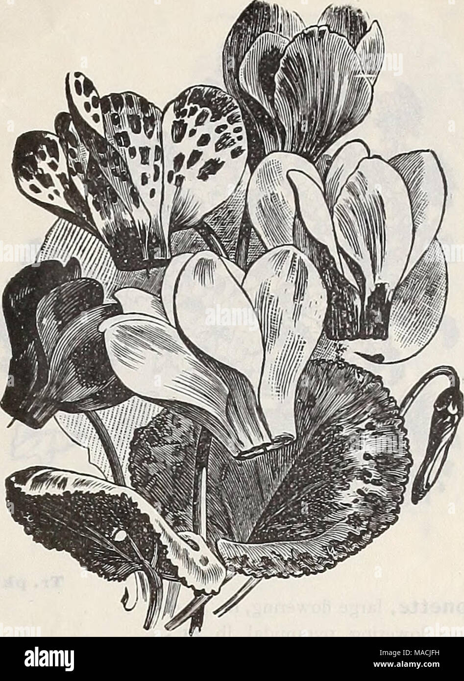 . Dreer der Großhandel Preisliste: Sommer Ausgabe Juli bis August 1901 Pflanzen Lampen saisonale Blumen- und Gemüsesamen, Düngemittel, Tools, etc., etc.. CYCLAMEN PERSICUM GIGANTEUM.. Tr.pkt, Dracaena Australis, breiten, grünen Laub.... 3 o 20 indivisa, 7 iarrow Leaved 10 "Lineata 15 gemischte Auswahl Sorten 50 Echinops ruthenicus (C^/' wenn Thistle).... 15 Farne. Gemischt - Alle möglichen,^ tr. 60 cts-I-00 Qaillardia grandiflora superba/frf" "z" "/... 15 "Compacta (neu).... 25 "kermesina splendens (neu) 17 "Sulphiirea oculata (neu). 17 Gaura Lindheimeri 10 Qeum atrosanguineum. fl. Stockfoto