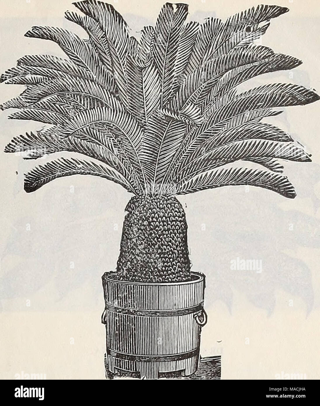 . Dreer der Großhandel Preisliste: Sommer Ausgabe Juli bis August 1901 Pflanzen Lampen saisonale Blumen- und Gemüsesamen, Düngemittel, Tools, etc., etc.. CYCAS REVOLUTA. Camellia japonica. Eine feine Menge buschig, gut Pflanzen in 12 verschiedenen Sorten abgezweigt. S-Zoll Töpfe, 15 Zoll hoch, g6.oo pro Doz. ; $ 45,00 pro 100 6 "18 bis 24" 10.00" 7500 "Carex Japonica Variegata. Eine vorzüglich anmutige Neue japanische Gras mit schlanken grünes Laub, umrandete weiße. 75 cts. pro Doz. ; $ 6,00 pro 100. Clivia Miniatum. Feine starke Pflanzen, in 6-Zoll Töpfe, von einem wählen Sie Belastung der Seed-lings. Stockfoto