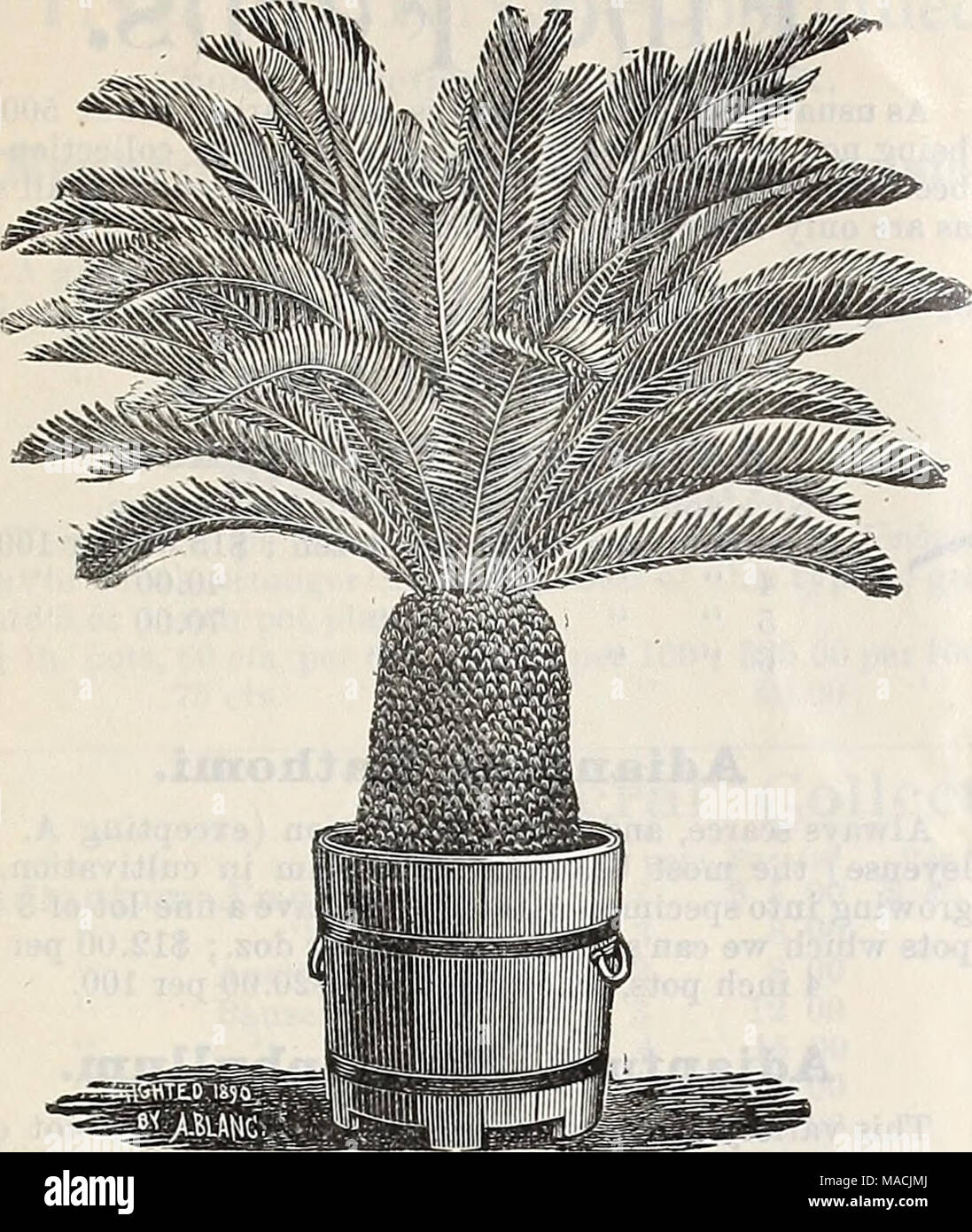 . Dreer der Großhandel Preisliste herbst Ausgabe September bis Dezember 1900: saisonale Blumen Gemüse Saatgut, Düngemittel, Werkzeuge, etc. Cycas Revoldta. Camellia japonica. Eine feine Menge buschig, gut Pflanzen in 12 verschiedenen Sorten abgezweigt. 5 Zoll Töpfe, 15 Zoll hoch, $ 6,00 pro dtz.; $ 45,00 pro 100 6" 18 zu 24 "10,00 "75,00 "Carex Japonica Variegata. Eine vorzüglich anmutige Neue japanische Gras mit schlanken grünes Laub, umrandete weiße. 75 cts. Pro dtz.; $ 6,00 pro 100. Clivia Miniatum. Feine starke Pflanzen im 6cm Töpfe, von einem wählen Sie Belastung der Sämlinge. 50 cts. Jedes; $ 5,0 Stockfoto