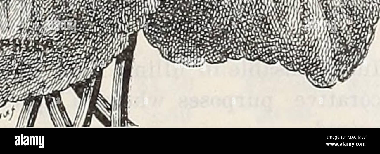 . Dreer der Großhandel Preisliste herbst Ausgabe September bis Dezember 1900: saisonale Blumen Gemüse Saatgut, Düngemittel, Werkzeuge, etc. -.,,,. Â ...Â"..-,. â â; Wfft La France Violett. Rhododendren zu zwingen. (Ready Ende November.) Wir bieten Ihnen eine feine Menge diese in Sorten besonders geeignet für Ostern und die frühe Treiberei. Pro doz. Pro 100. Von 15 bis 18 ins. Hohe, buschige, 6 bis 10 Knospen 9 $ 00 $ 70 00 18 bis 20 8 bis 12 "" " 12 00 90 00 Smilax. 2^ Zoll Töpfe, $ 2,50 pro 100; $ 20.00 pro 1000. Stigmaphyllon Ciliatum. (Brasilianische Golden oder Orchid Weinstock.) Einer der schönsten Ausschreibung clim Stockfoto