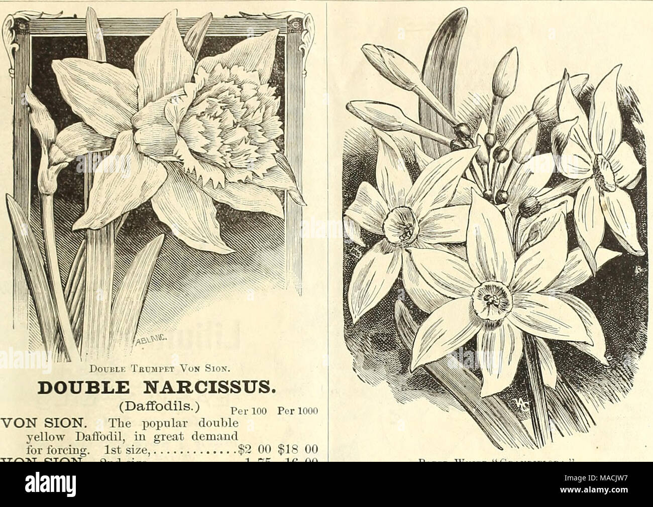 . Dreer der Großhandel Preisliste für Floristen und Gärtner: Sommer Ausgabe Juli 1891 August. Doppelzimmer Narzisse. (Narzissen). perioo Periooo von Sion. Die beliebten doppelten gelben Narzisse, in der großen Nachfrage für das Zwingen. 1. Größe, § 2 00 18 $ 00 VON SION. 2. Größe 1 75 16 00 ALBA PLENA ODORATA, (Dichter - intensivstationen Plenus.) Doppelklicken reines Weiß, sehr süß duftend. Dieses wunder-schön Vielfalt kann nicht erzwungen werden, aber Millionen sind in der offenen Boden für die Versorgung der Schnittblume Märkten in Europa 1 2 "Ich 10 00 unvergleichliche gewachsen. {Butter und Eier). Orange und Gelb, groß. Pro 100, § 1.10; Pro 1000, § 9. Stockfoto