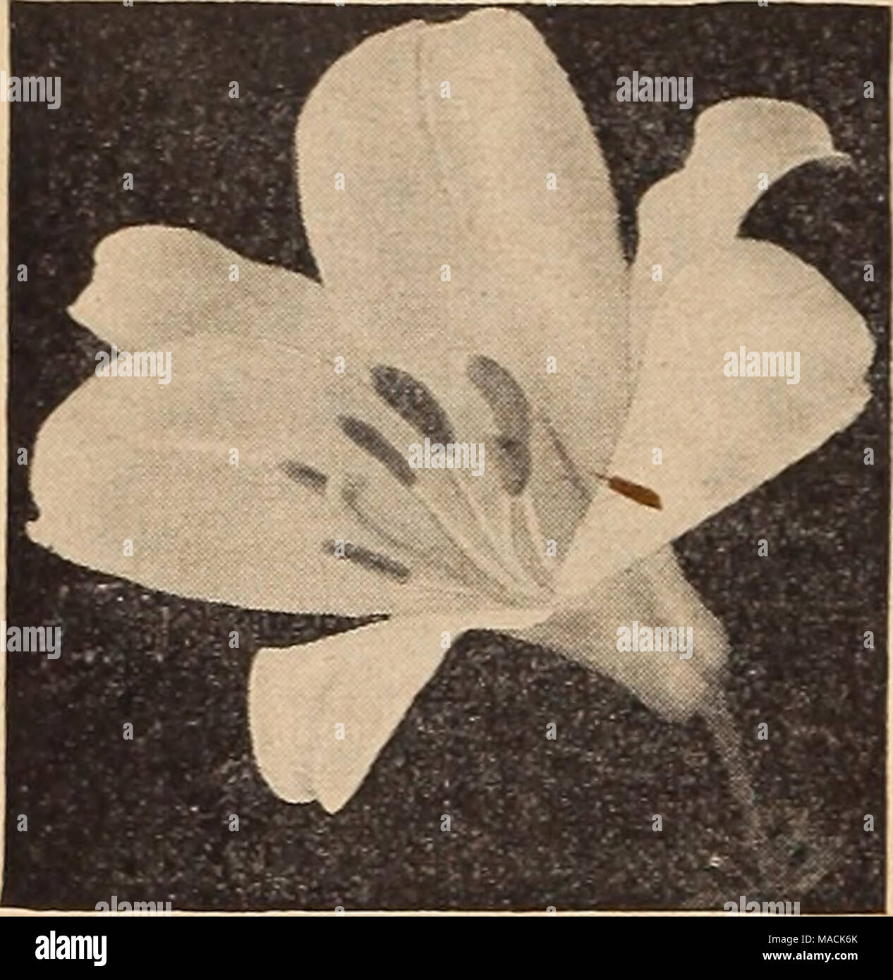. Dreer der Großhandel Katalog für Floristen und Gärtner: Winter Frühling Sommer 1942. Lilium Regale - Regal Lily Hardy Lilien verwöhnen. Große, weiße, trompetenförmigen Blüten getönt hell-lila auf der Außenseite, Zentrum gespült Helle yel-niedrig. Unparteiisch zu Sonne und Schatten. 7-8 in. Circ. 1,75 $ pro dtz.; $ 12,00 pro 100; $ 100,00 pro 1000. TigTinum splendens. (Tiger Lily). Leuchtend orange-roten Blüten mit glänzenden schwarzen Flecken. 4 bis 5 Fuß. Ende August und September. 1,75 $ pro dtz.; $ 12,00 pro 100. Stockfoto