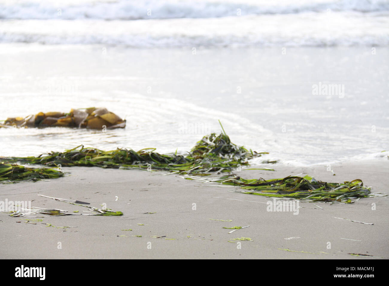 Seegras. Seegras Am Moss Landing State Beach. Stockfoto