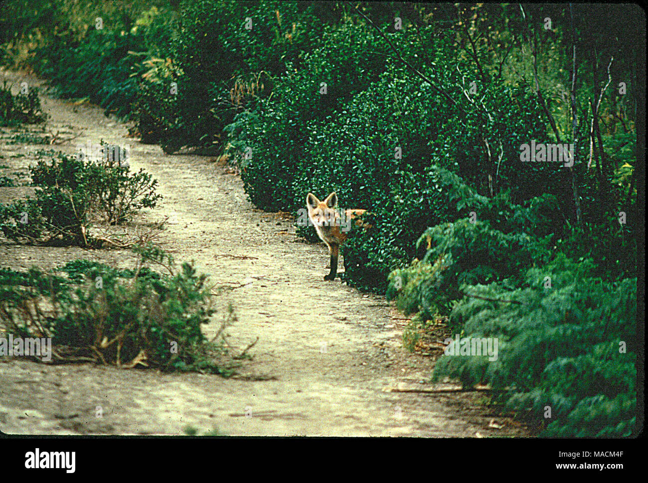 Sierra Nevada Red Fox auf einem Pfad. Die Fisch- und Wildlife Service ist in Anbetracht der Sierra Nevada Red Fox für gefährdete Arten Schutz. Derzeit Verteilung der Sierra Nevada Red Fox wird gedacht, mit zwei kleinen Populationen eingeschränkt sein: eine in der Nähe von Lassen Peak am südlichsten Teil der Kaskaden, und eine in der Nähe von Sonora Pass, ca. 160 km südlich der Sierra Nevada. Stockfoto