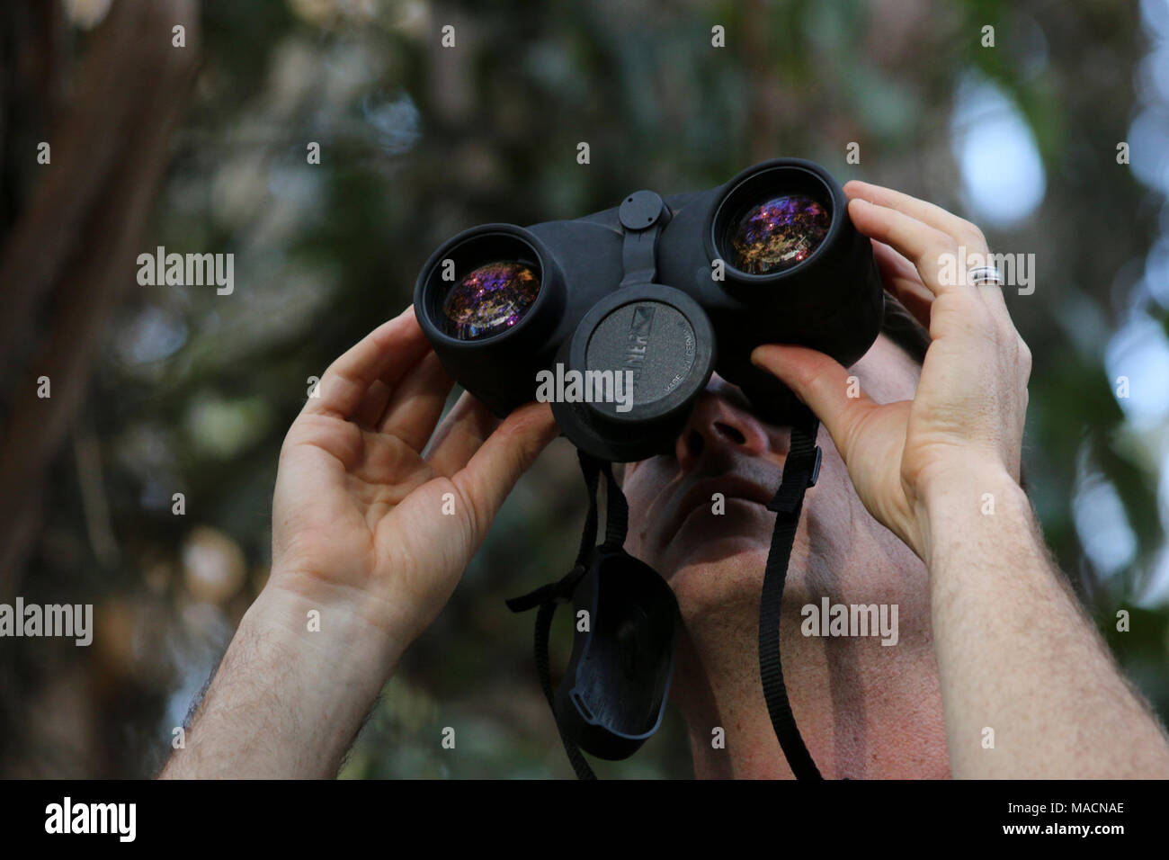 USFWS Biologe Jeff Phillips beobachtet roosting Monarchen in die frühen Morgenstunden. Goleta, Kalifornien (9. Dezember 2015) Es nimmt ein scharfes Auge die Schmetterlinge sorgfältig auf jeder Roost zählen. Stockfoto