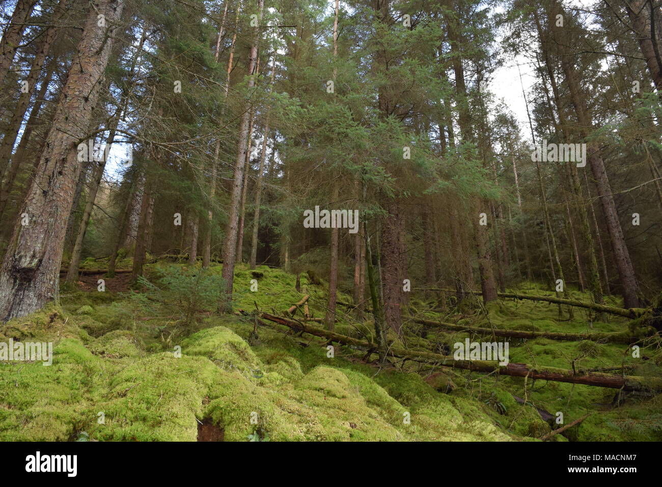 'Loch Lubnaig ''Callender ''Scottish Highlands" trathyre ''Scotland ''Tourismus'. Stockfoto