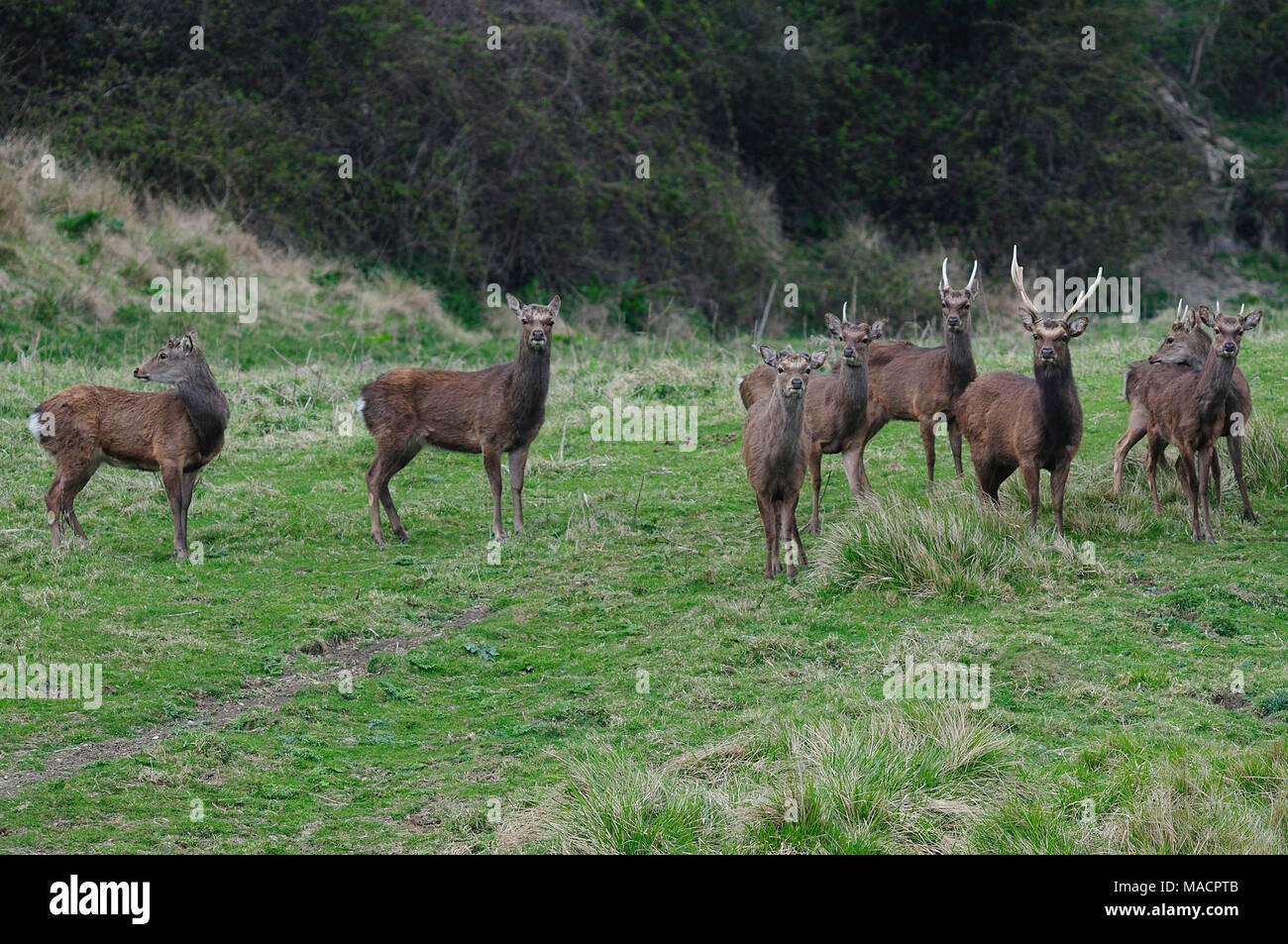 Sika Hirsche im Frühjahr Stockfoto
