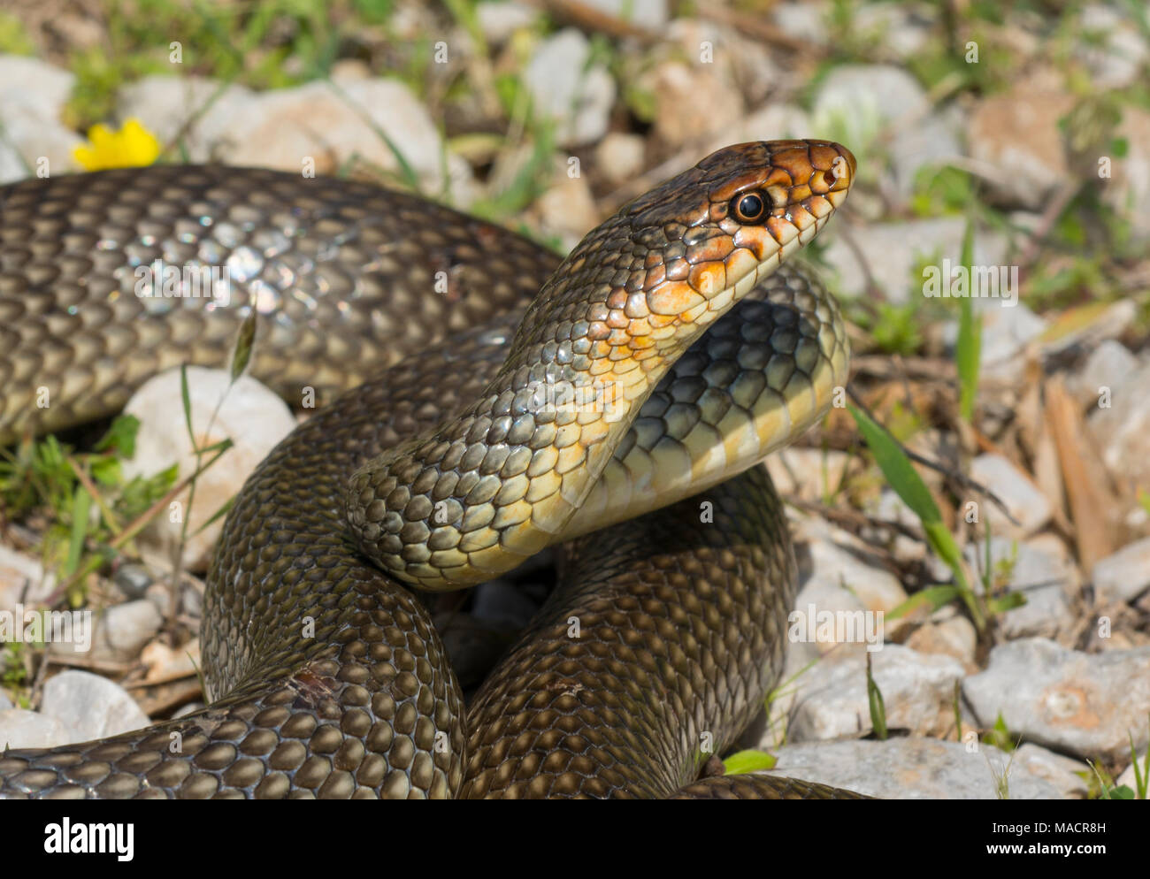Schlangen Der Griechischen Inseln Stockfotos Und Bilder Kaufen Alamy