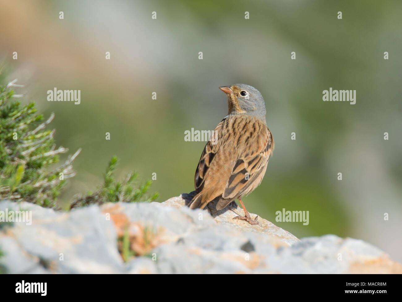 Männliche Cretzschmar's Bunting (Emberiza caesia) Dodekanes Insel Kos Griechenland Stockfoto