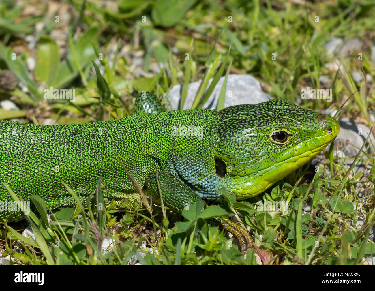 Erwachsene männliche Balkan grüne Eidechse (Lacerta Trilineata) auf der griechischen Insel Kos Stockfoto