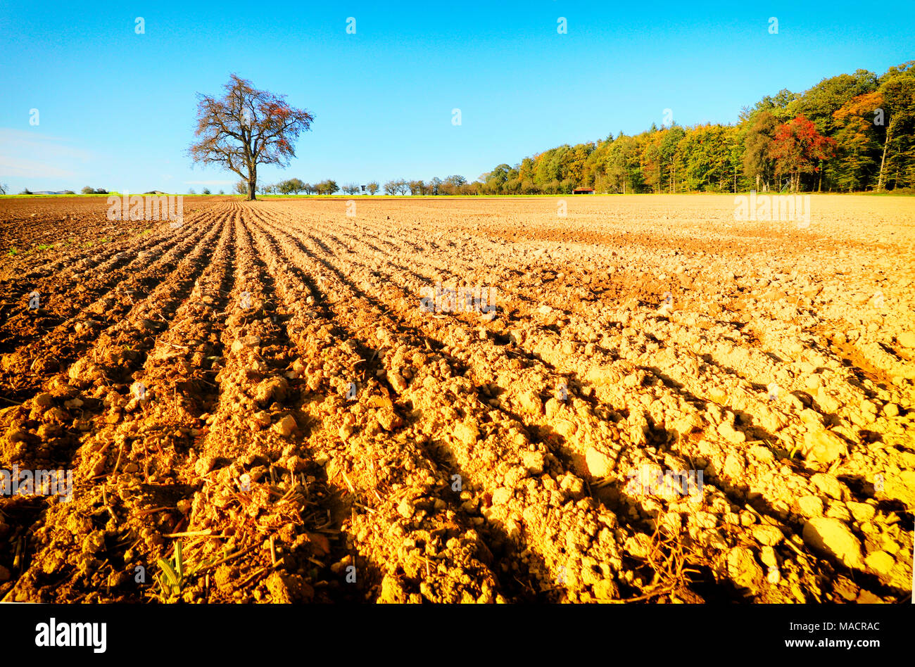 Ein Baum auf einem Feld in Hohenlohe, Baden-Württemberg, Deutschland, Europa Stockfoto