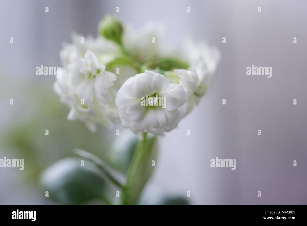 Close-up of white flowers in a vase Stockfoto