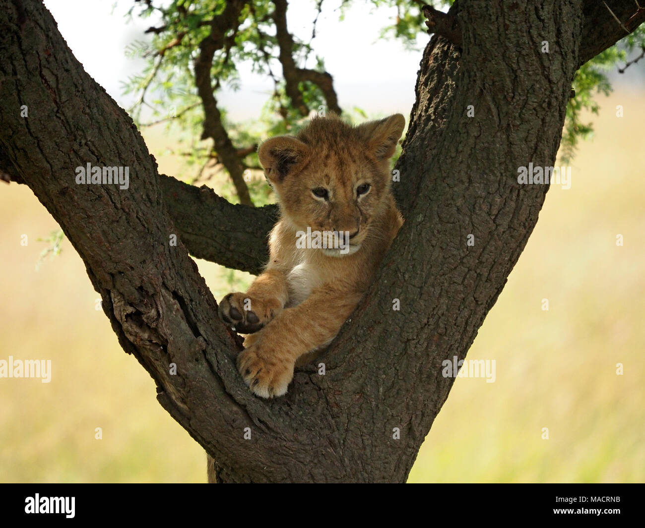 Einzelne junge lion Cub (Panthera leo) mit Klettern & große Pfoten schmiegt sich in schattigen Gabel von einem Baumstamm in der Masai Mara, Kenia, Afrika Stockfoto