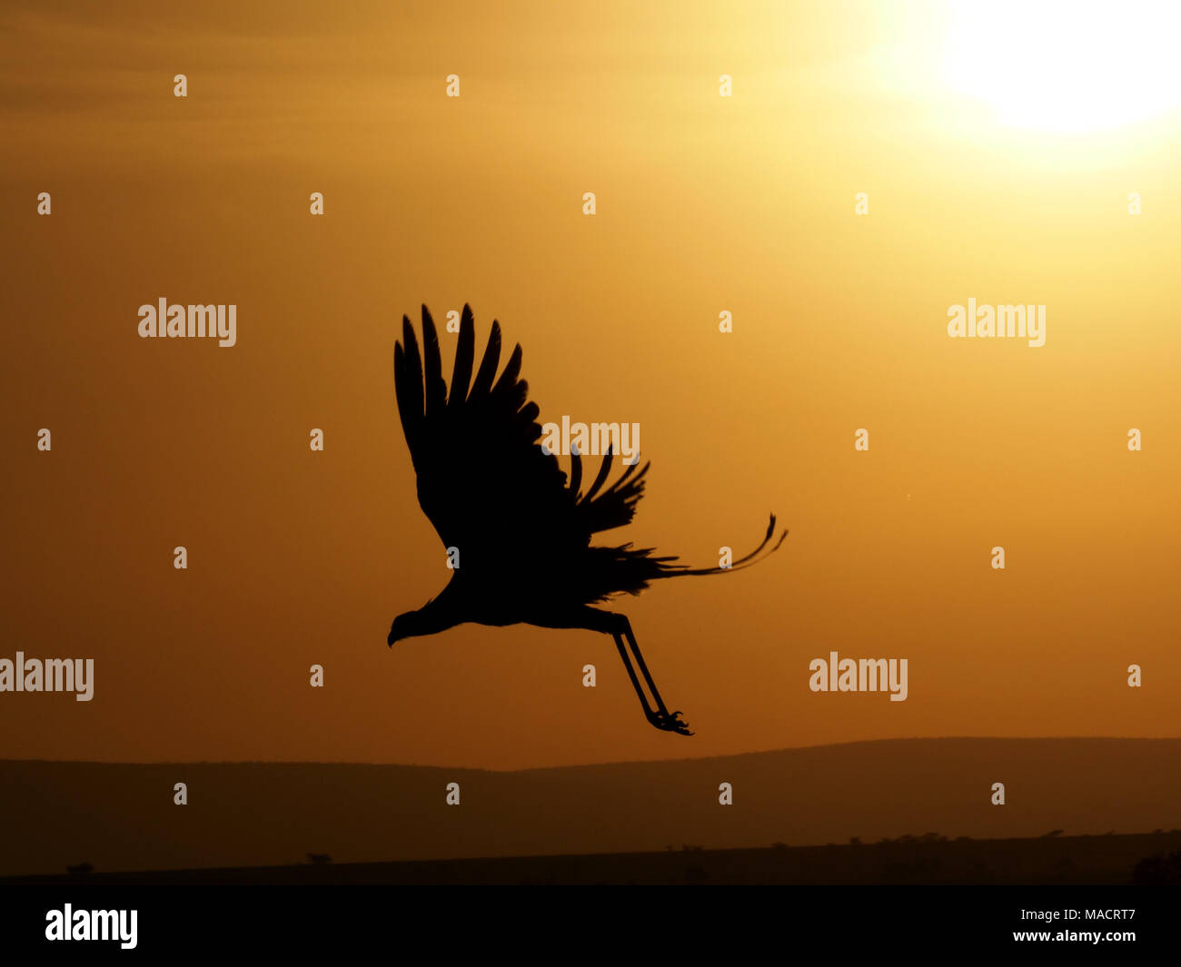 Markante silhouette Vogel secretarybird oder Sekretär (Sagittarius serpentarius) fliegen von roost Baum in der Morgendämmerung in der Masai Mara, Kenia, Afrika Stockfoto