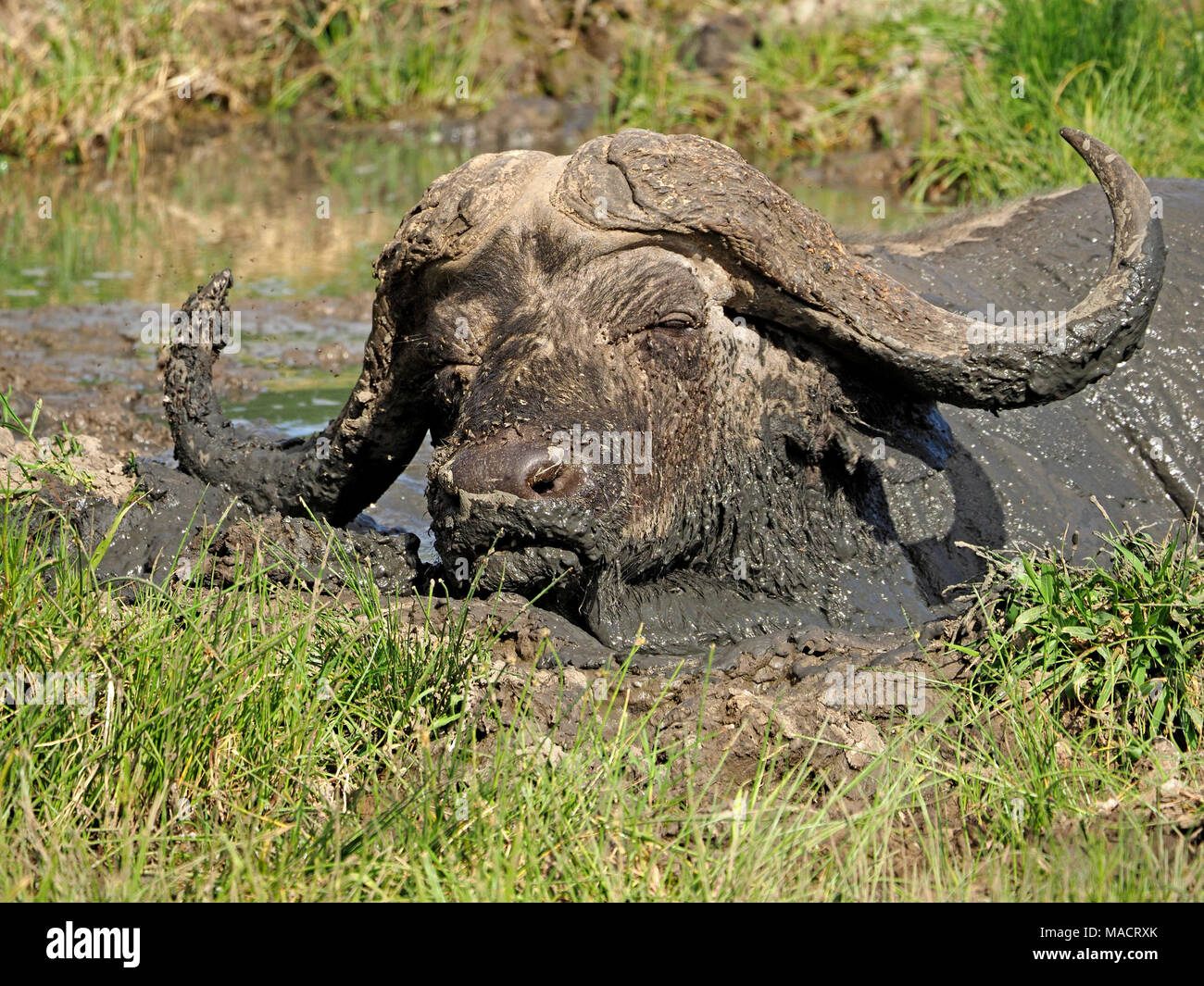 Nach afrikanischen Büffel aka Kaffernbüffel (Syncerus Caffer) im Massai Mara Naturschutzgebieten, Kenia, Afrika Stockfoto