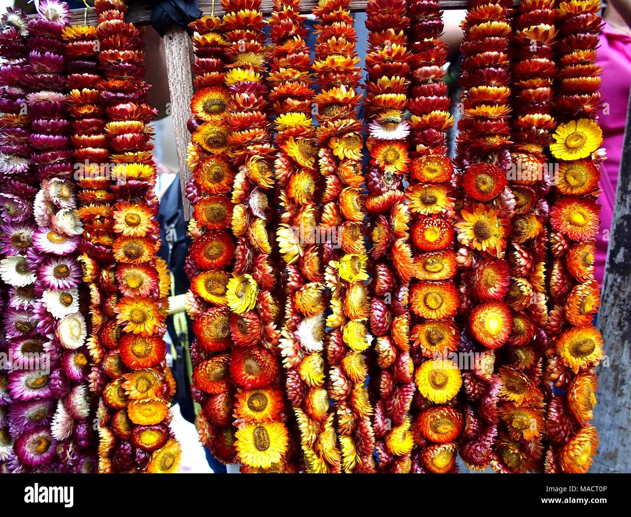 Foto des Ewigen Blumen Stockfoto