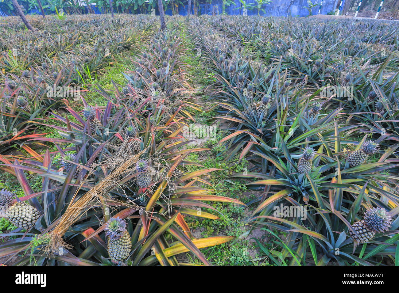 Wachsen Ananas auf Plantagen in Sri Lanka Stockfotografie Alamy