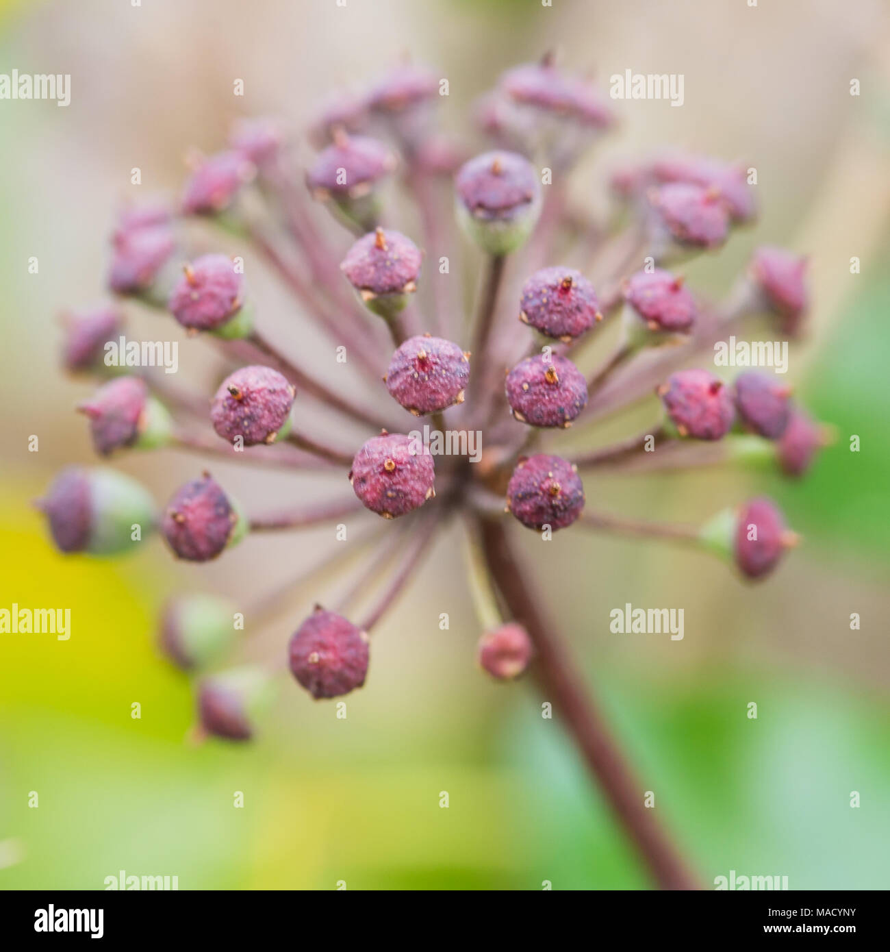 Eine Nahaufnahme der Blüte Efeu Blütenknospen. Stockfoto