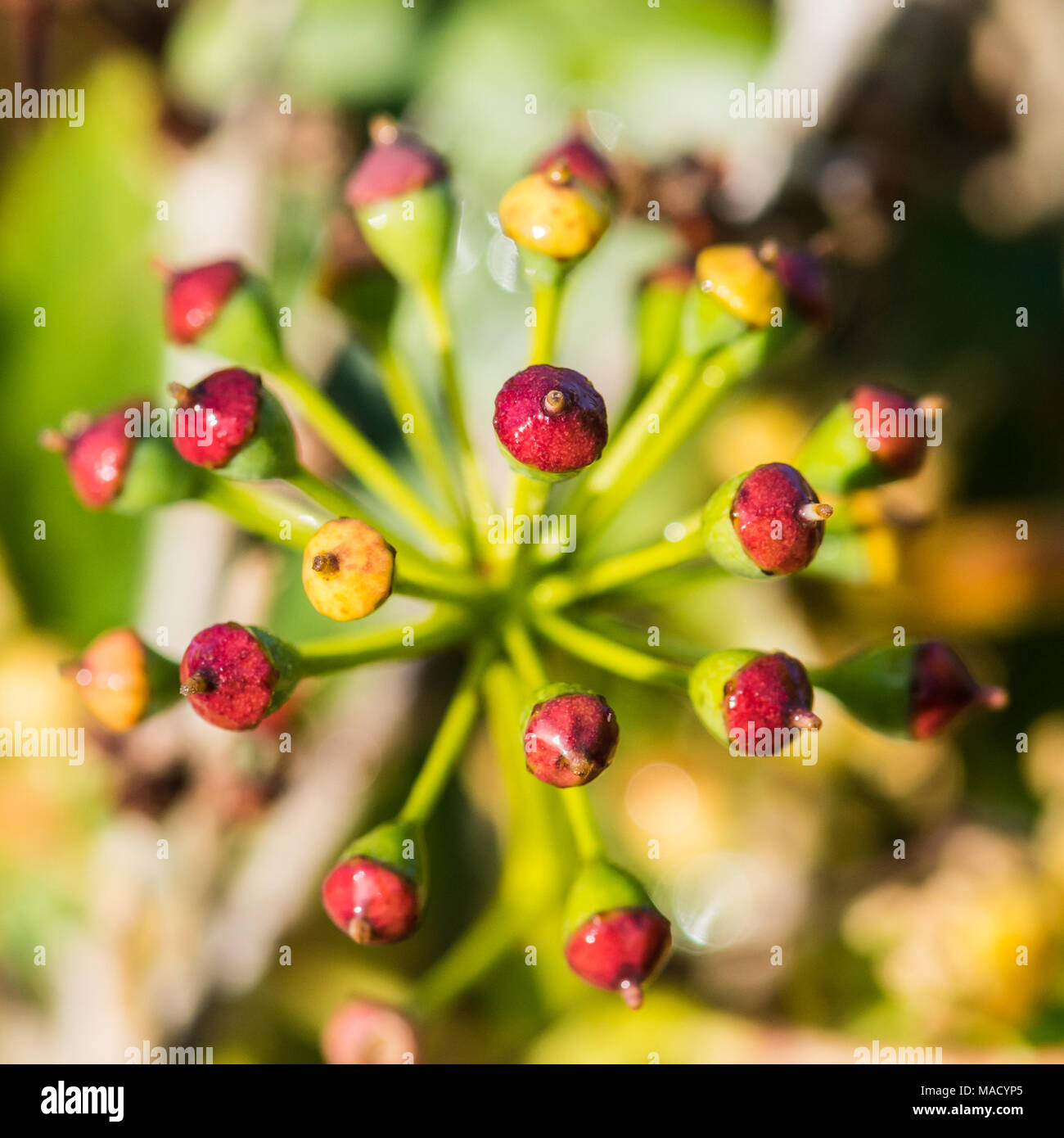 Eine Makroaufnahme von Beeren, die auf einen gemeinsamen Efeu Pflanze. Stockfoto