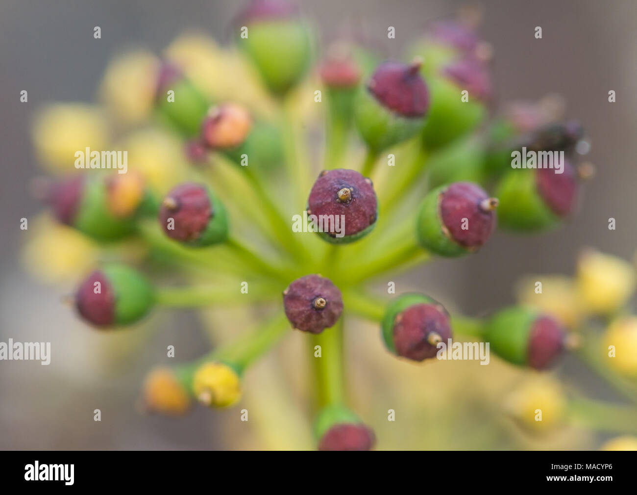 Eine Makroaufnahme von Beeren, die auf einen gemeinsamen Ivy Bush. Stockfoto