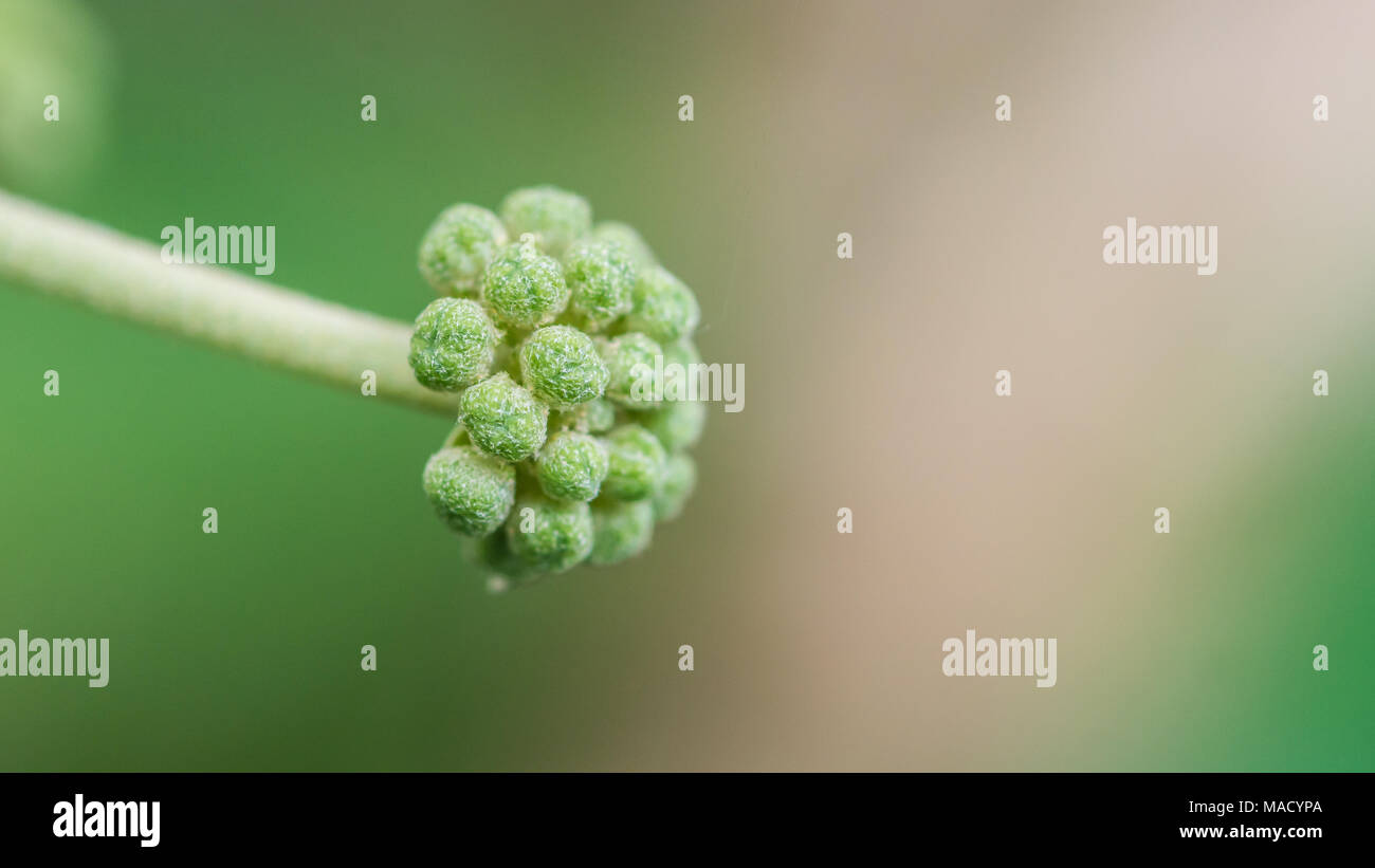Eine Makroaufnahme einer gemeinsamen Efeu Blüte entwickeln. Stockfoto