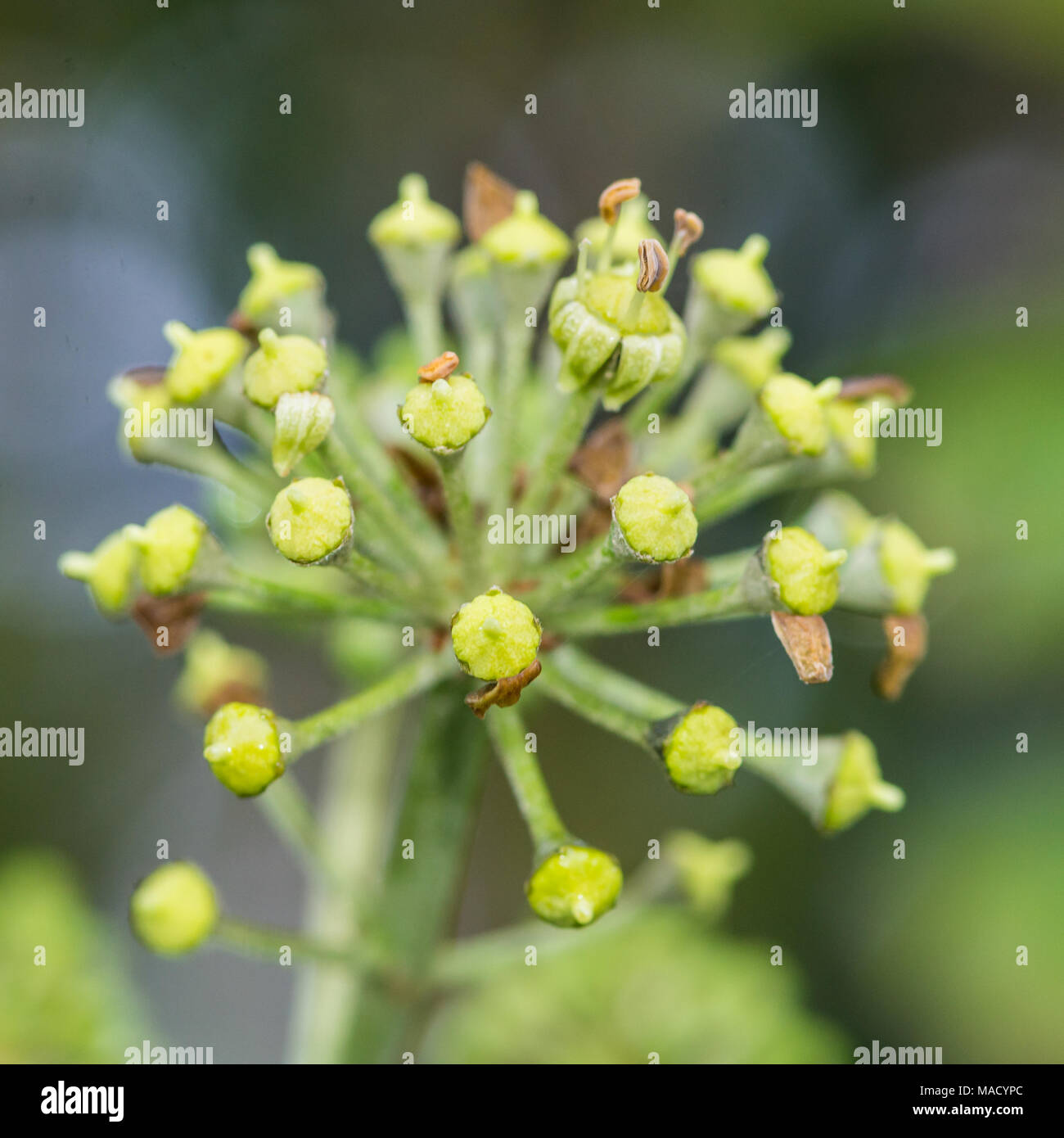 Eine Makroaufnahme der Blütenknospen einer blühenden Efeu Pflanze. Stockfoto