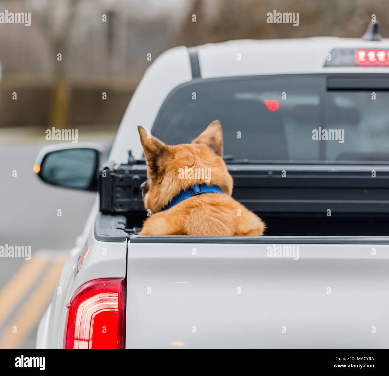Hund in der Rückseite der Pickup Truck Stockfoto