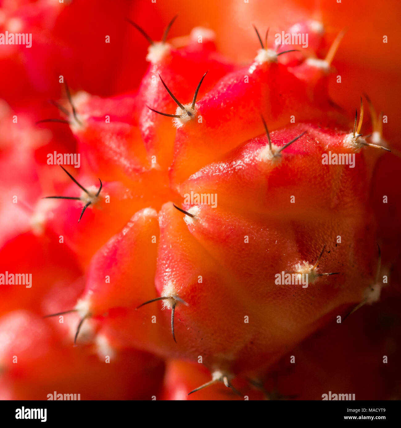 Gymnocalycium mihanovichii roter Kaktus aus nchster Nhe Stockfotografie -  Alamy