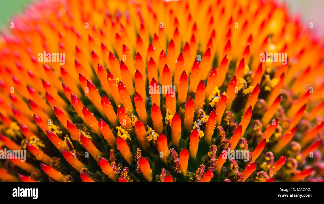 Eine abstrakte Makroaufnahme der spitzen Kegel einer Echinacea blüht. Stockfoto