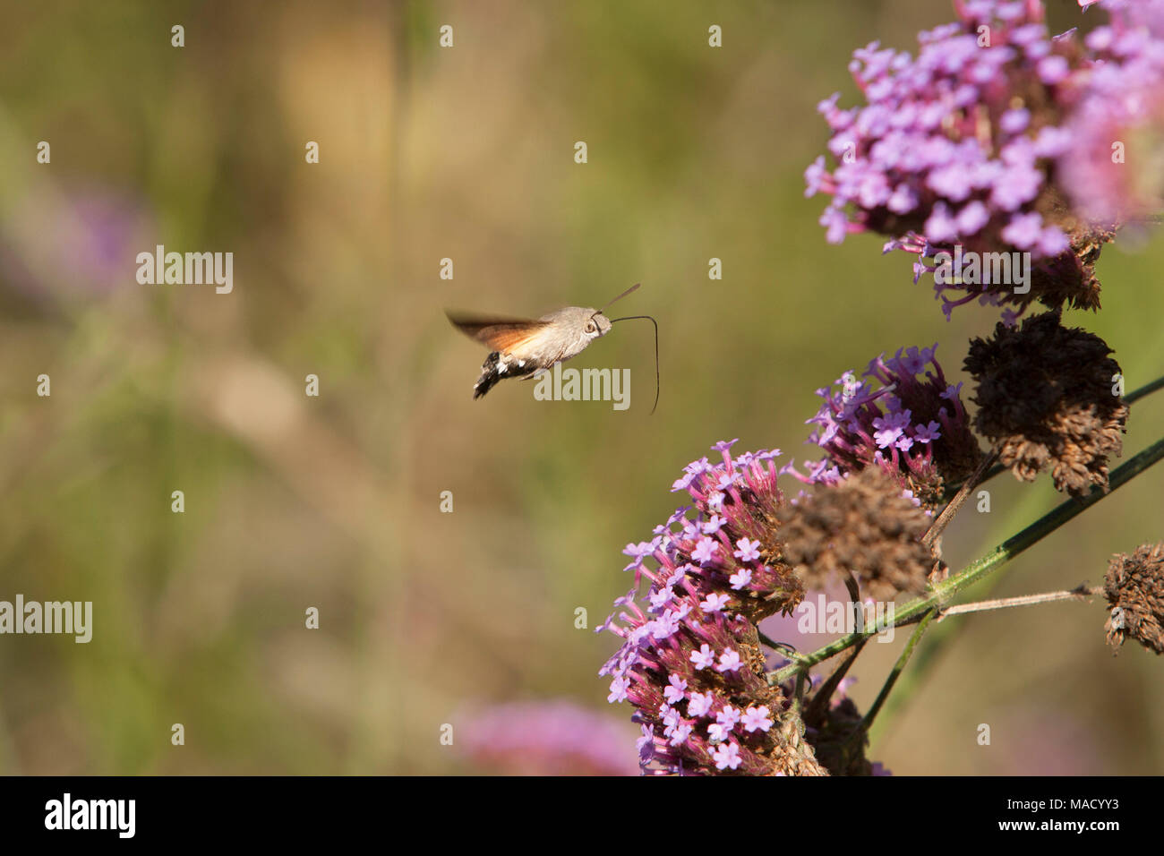 Ein Kolibri hawk moth Macroglossum stellatarum, in einem Land, Garten in Somerset England UK GB. Seinen langen Rüssel ist sichtbar für die Fütterung auf Nektar Stockfoto