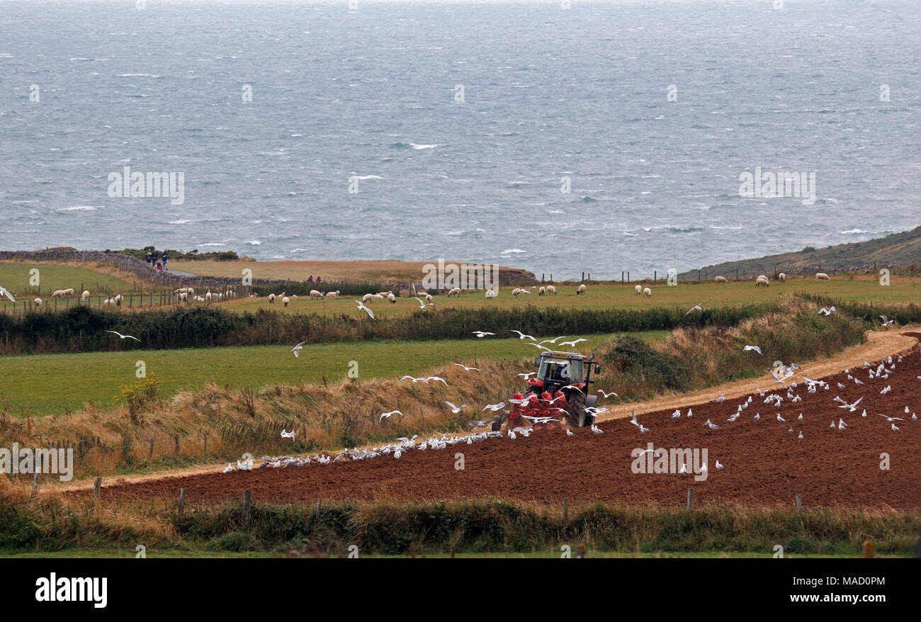 Ein Traktor Pflügen eines Feldes mit einer Herde von Möwen, Rhossili, Gower Halbinsel, Wales, UK. Stockfoto