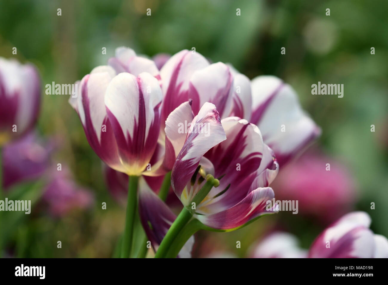 Tulpen Weiß mit Flieder in der Nähe auf einem grünen Hintergrund es horizontal ist. Makro. Familie Liliaceae. Tulipa. Stockfoto