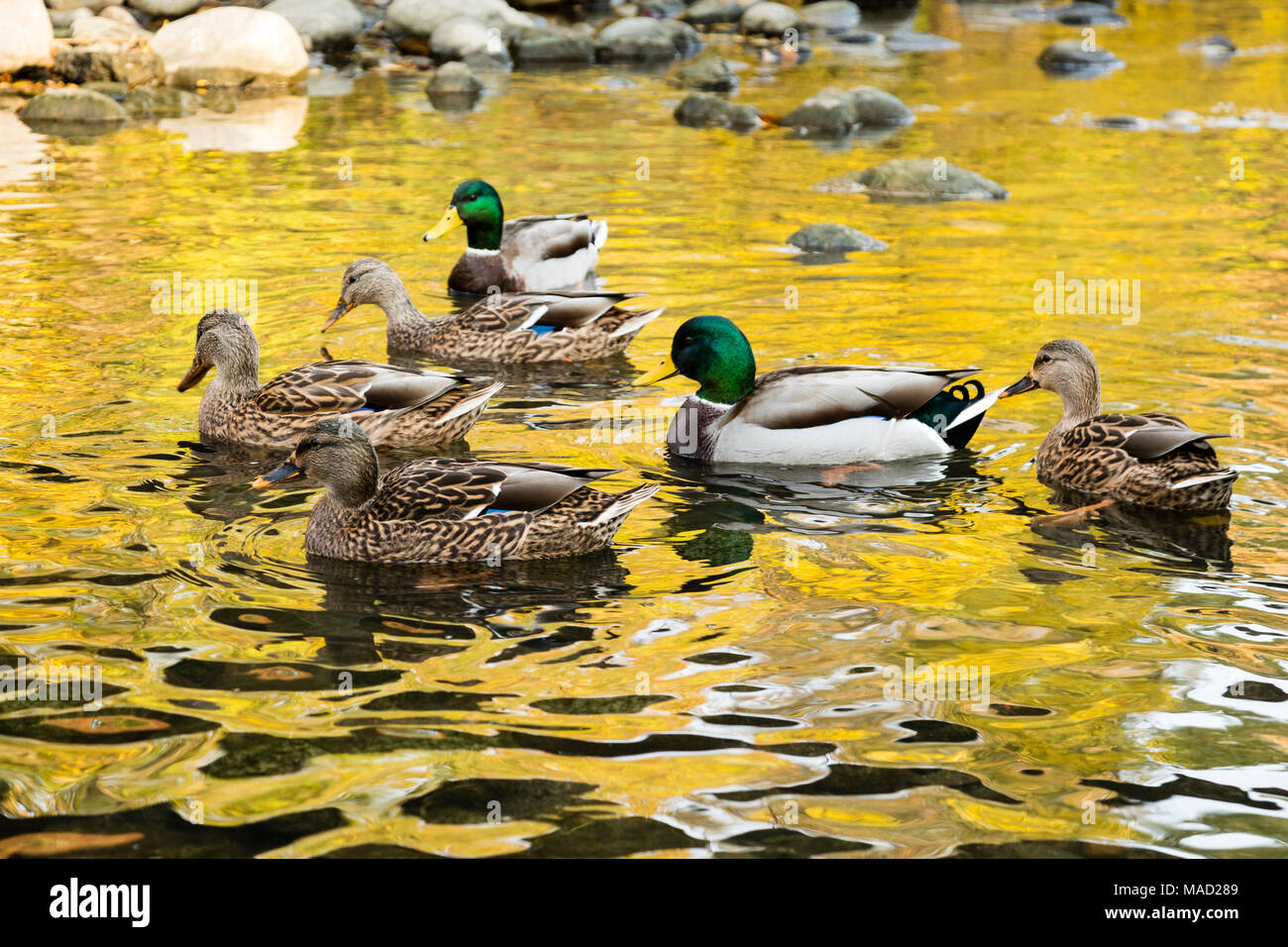 Eine kleine Gruppe von Enten auf einem Teich mit einer Reflexion der Blätter im Herbst. Stockfoto