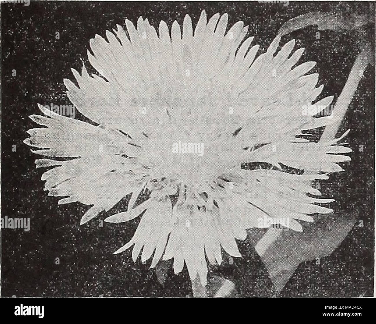 . Dreer der Großhandel Katalog für Floristen und Gärtner: 1940 Winter Frühling Sommer. Stokesla cyanea Stokesia - kornblume Aster Pro doz. Pro 100 Cyanea. Blau. 3-Zoll-Töpfe 1 $ 50 $ 10 00 - Alba. Weiß. 3-Zoll-Töpfe 150 10 00 - Lilacina grandiflora. Ziemlich deutlich von den bekannten Stokesia cyanea. Die Farbe ist eine attraktive silbrig-blau mit lila-blau suffusion in Richtung Zentrum. Die grossen Blüten Messen so viel wie 5 Zoll und kann leicht mit Stängel 18-20 Zoll geschnitten lang sein. Blüht von Juni bis Oktober frei und ist ein sehr nützliches Alle-Anlage. 3-Zoll-Töpfen 2 00 12 00 Süße Wi Stockfoto