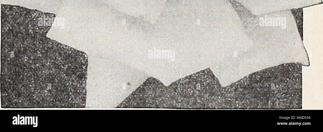 . Dreer der Großhandel Katalog für Floristen: Winter - Frühling - Sommer 1938. Mme. Jules Bouche Mme. Jules Bouche. Eine herrliche weiße, manchmal leicht getönt mit nur einem Knopfdruck tender Blush Pink. Langen Spitzen formschöne Knospen und volle Doppel, duftende, wohlgeformten Blüten. Das Wachstum kräftig; eine freie und ununterbrochener blühende Pflanze. $ 50,00 pro 100. Mme. Jules Guerin. Eine außergewöhnlich große, duftende, gut-gebildet, voll gefüllte Blüte, häufig von über 6 Zoll im Durchmesser. Die langen, wohlgeformten Knospen, wenn erste Erweiterung sind goldgelb, Weiterleitung an cremigen Gelb wie sie sich entwickeln. Die Pflanze ist sehr vigorou Stockfoto