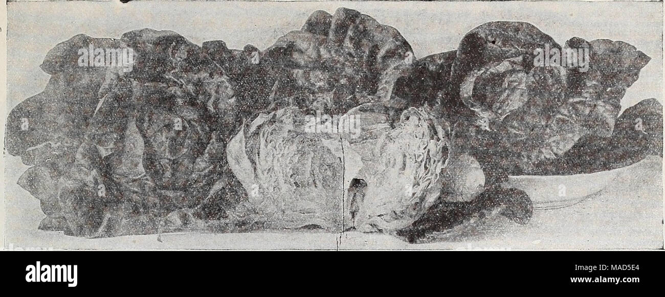 . Dreer der Großhandel Katalog für Floristen: Winter Frühling Sommer 1937. Dreer alle Herzen LettuceâA wählen Sie sicher - Rubrik Lager Kresse Extra gewellt oder Fepper Crrass. Hochland Kresse Brunnenkresse Löwenzahn Breite - I> eaved Gemeinsame Dill Ei Pflanze frühen Black Beauty New York verbesserte frühe Iiong violetten Endivien oz. Batavische oder EscaroUe 0 $ 15 Batavische Pull-Heart 15 riesigen Pringred 15 Grün gewellt Winter 10 Kale oder Borecole Dreer's Imperial Tong' - Standlng-Blau geringelt Scotch Zwerg Grün gewellt Groß" "Sea Kale Kohl-Rabi frühen Violett Wien frühen weißen oder grünen Wien Lauch Carentan Dreer des Prizetak Stockfoto