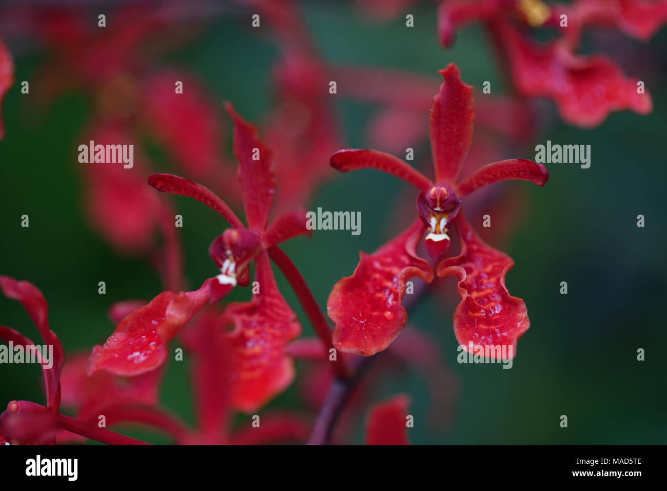 Blut Rote Orchidee Blumen Stockfoto