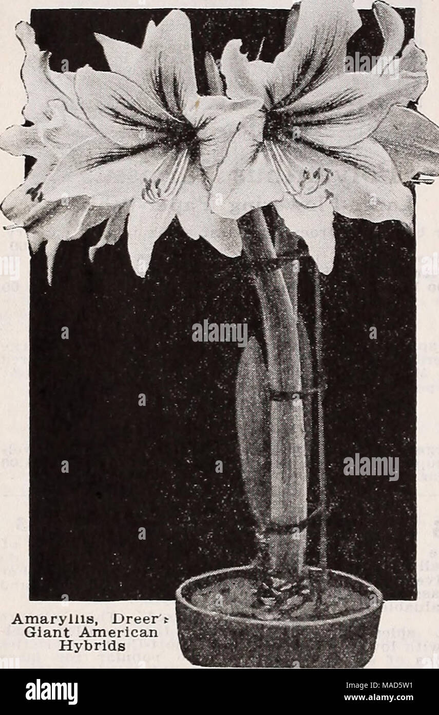 . Dreer der Großhandel Katalog für Floristen: Herbst 1938 Edition. Amaryllis, Dreer t riesigen amerikanischen Hybriden - Amaryllis Hippeastrum Singen amerikanische Sybnids. Eine herrliche Belastungen, starke, stabile Blütenstände, die von 5 bis 6 Blüten des wirklich enormen Größe produziert. Es ist nicht un-üblich für die Blüte zu 10 Zoll messen und häufig es gibt 2 Stängel zu einer Glühlampe. Die Farbpalette ist unbeschreiblich. Es gibt Selfs und gestreifte Sorten von Weiß-Masse variega- Reiche orange, scharlachrot, Kirsche, Crimson, und kastanienbraunen reichen. Die Ergebnisse dieser Lampen hatten, sind die meisten o Stockfoto