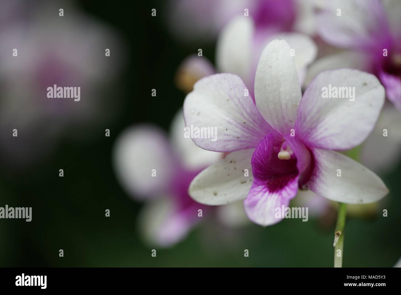 Lila und weiße Orchidee Blumen Stockfoto