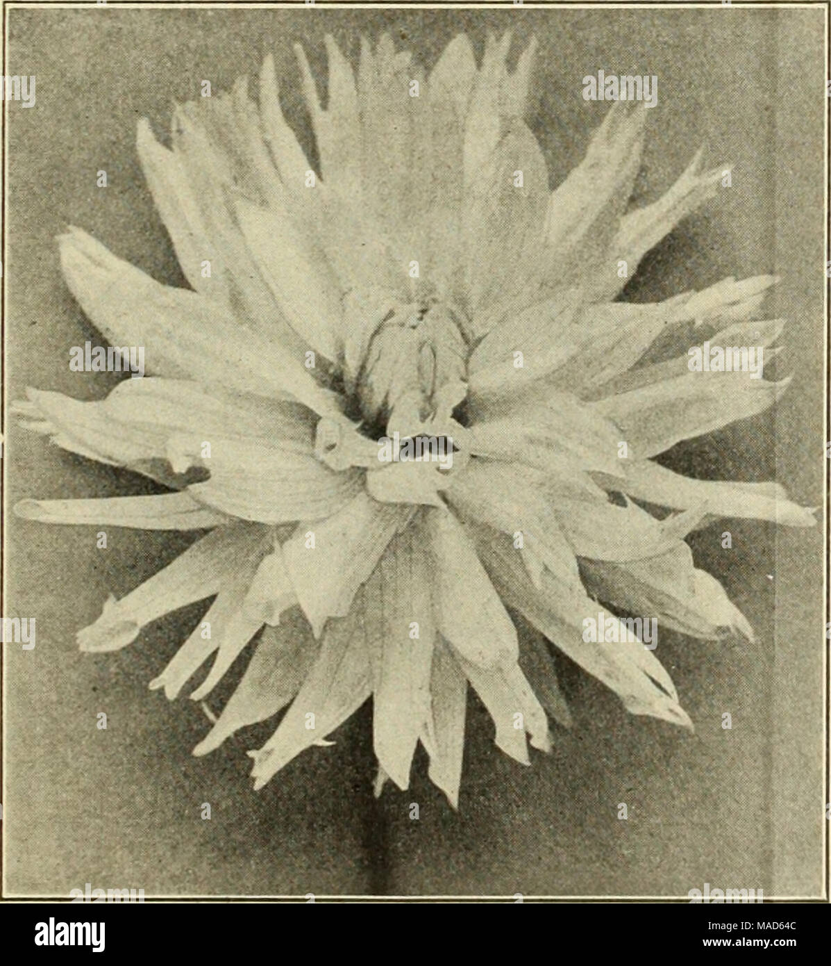 . Dreer spezielle Großhandel Katalog von Dahlien 1913. Dekorative Dahlie. PERLE DE L. T für Großhandels-Preise finden Sie auf den Seiten 1 bis 4 dekorative DAHLJA. 'A' ich UX. YSSE auf der Rückseite dieses Katalogs behandelt. 25 cts. Jedes; $ 2,50 pro Doz. Frau C. W. Bassett. Eine herrliche Dahlia, der eine angenehme, zarte lila-rosa, perfekt in Form, außerordentlich Reichblühend auf gute steife Stiele; feine zum Schneiden. 35 cts. Jedes; 3,50 $ pro Doz. Frau Chas. L. Seybold. Grundfarbe crimson-Carmine, jedes Blütenblatt gekippt und mit weißen Mehr oder Weniger gekennzeichnet; ein markantes, schöne Blume, sehr frei hergestellt. Siehe Abbildung o Stockfoto